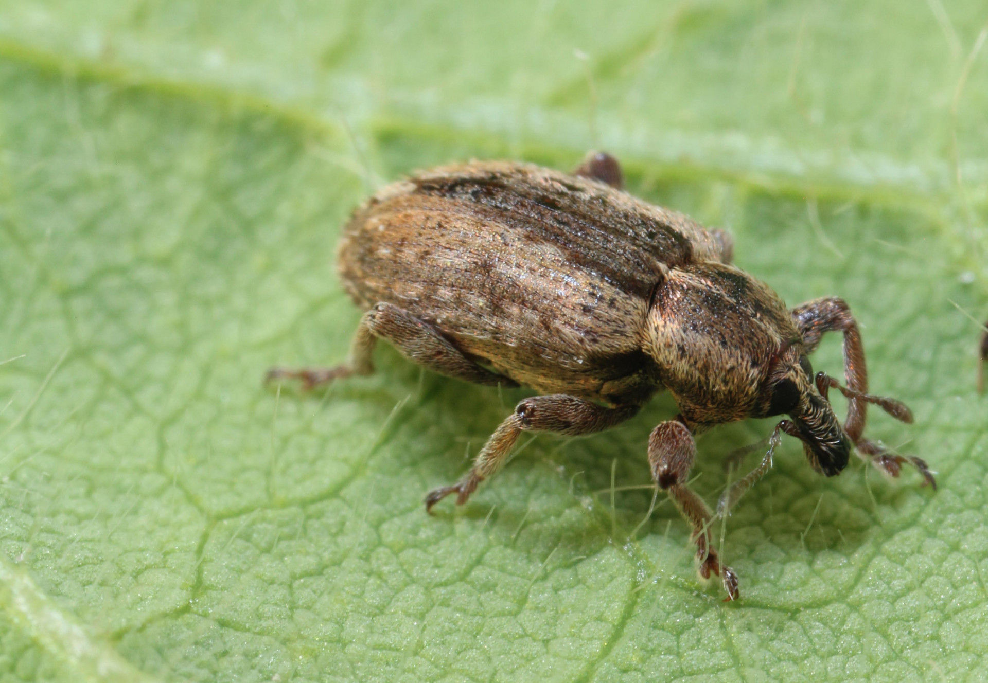 Study looks at pesticide combo for alfalfa weevil control