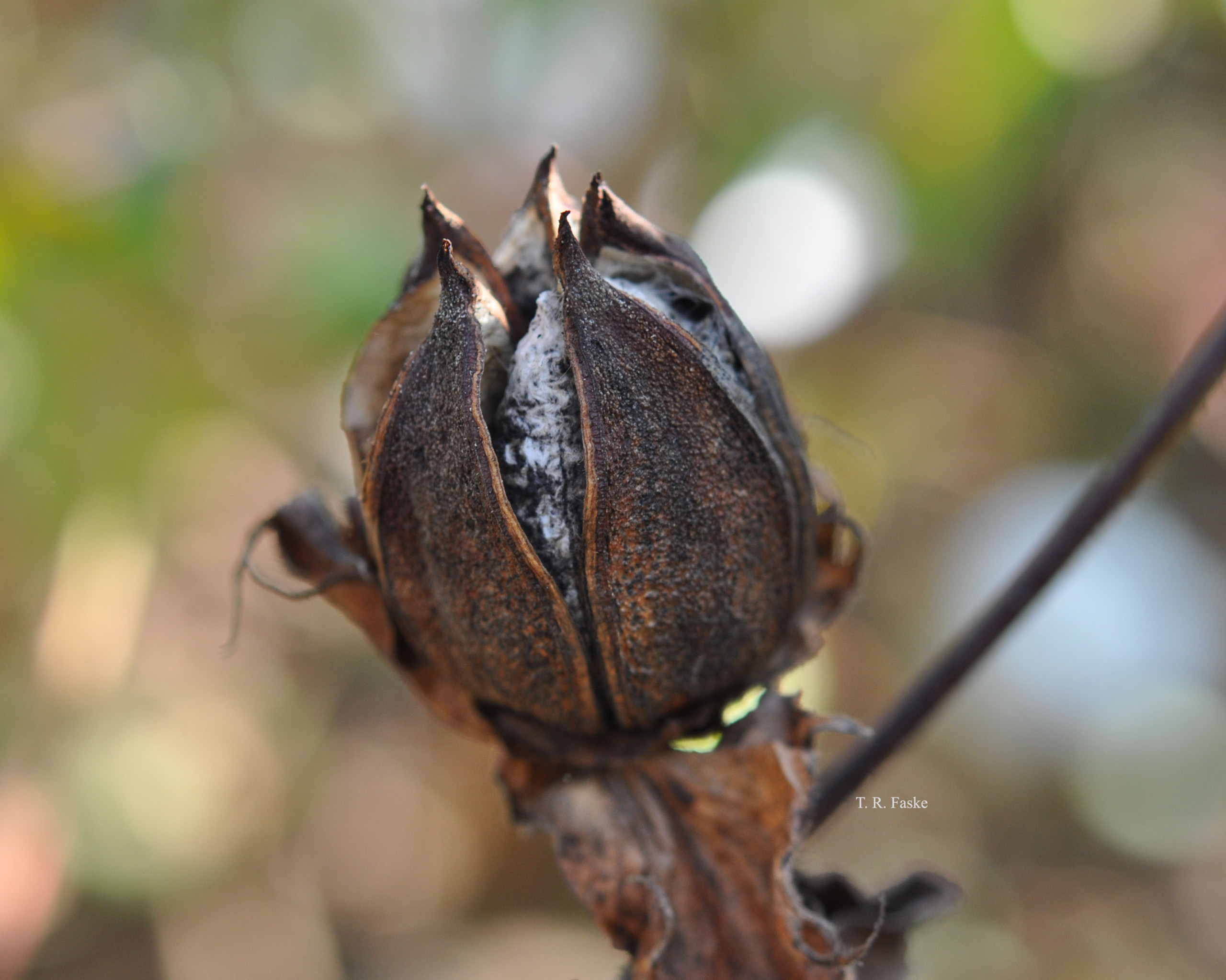 Cotton Bolls