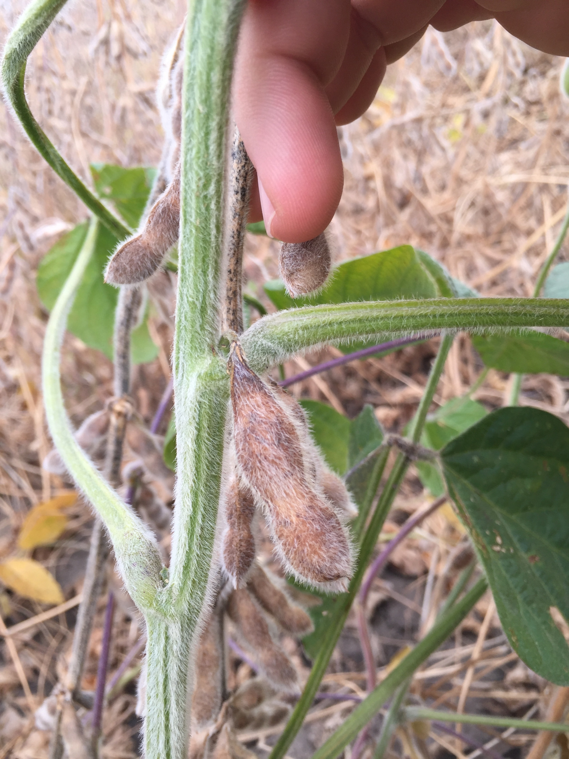 Green stems appear in soybeans again