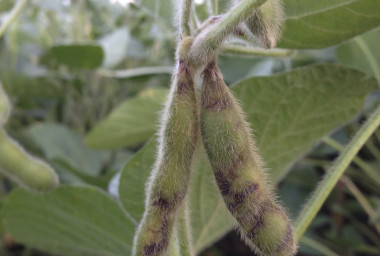 tobacco in maryland colony 316 – Charles Cheney, Tobacco Colony – Family Nibbles tobacco in maryland colony 316 – Charles Cheney, Tobacco Colony – Family Nibbles