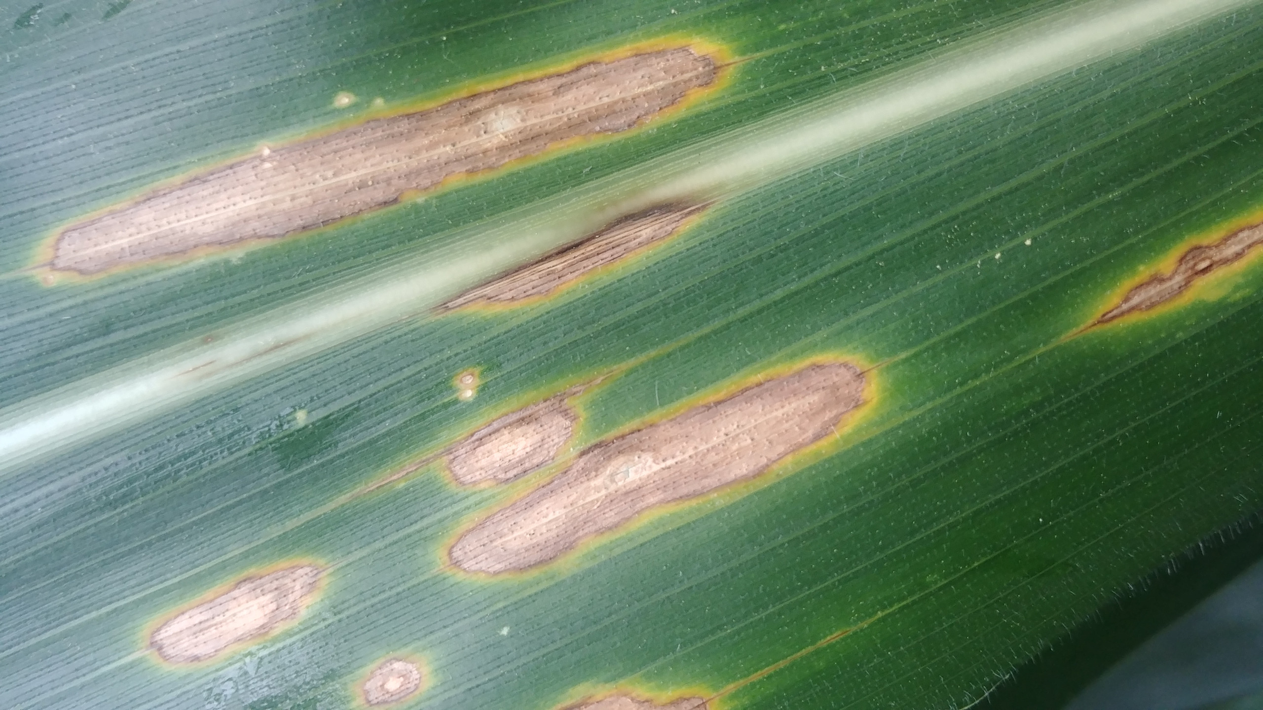 Diplodia Leaf Streak of Corn