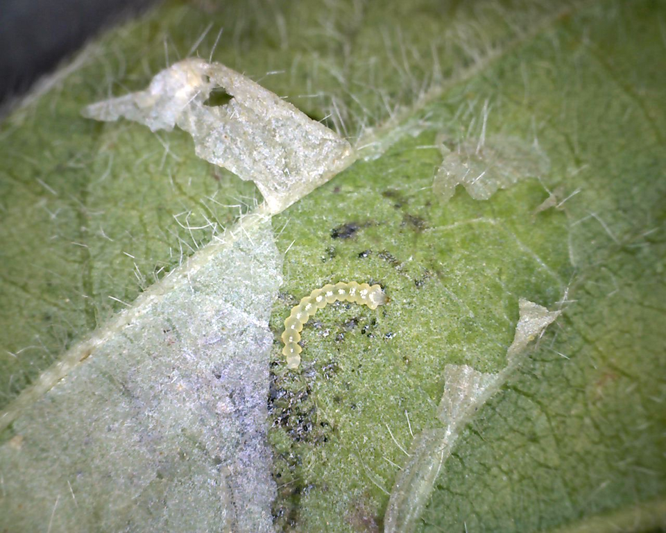 Soybean Tentiform Leafminer in Soybean