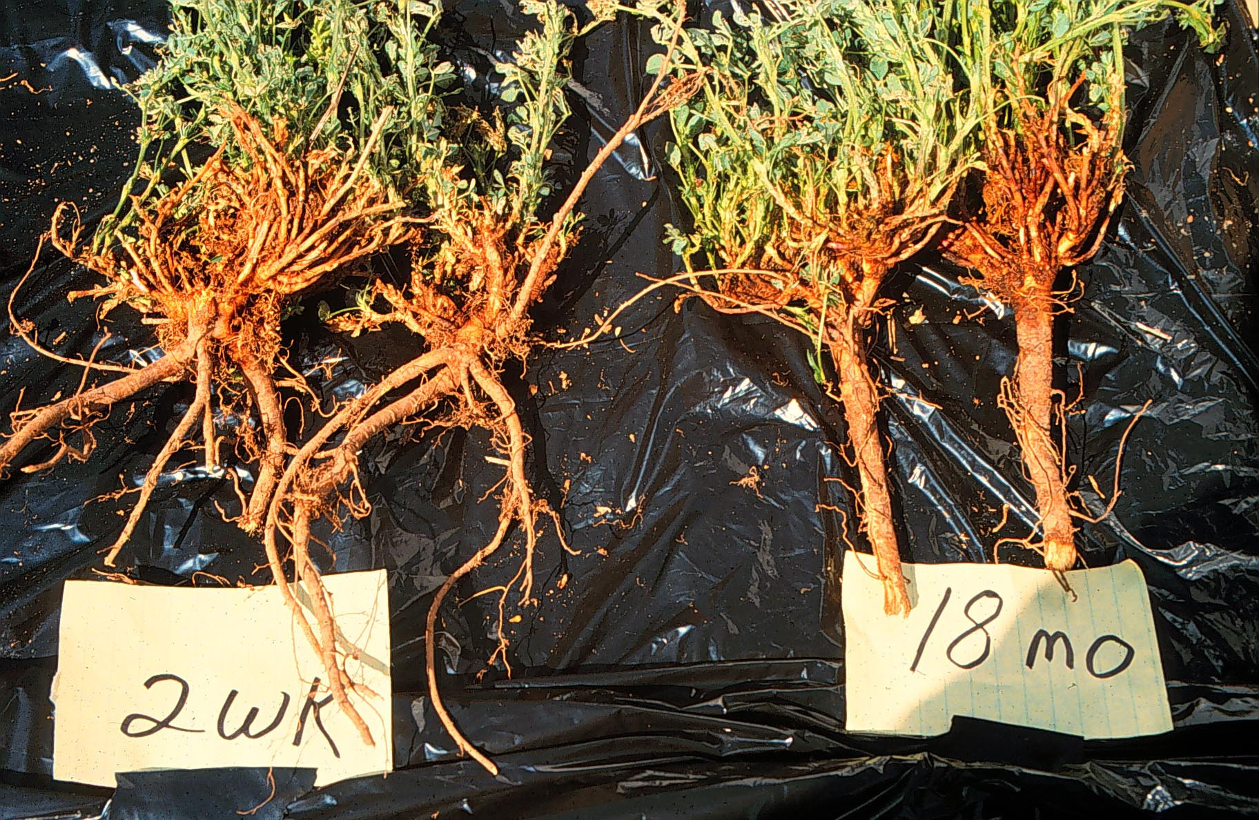 Autotoxicity in Alfalfa