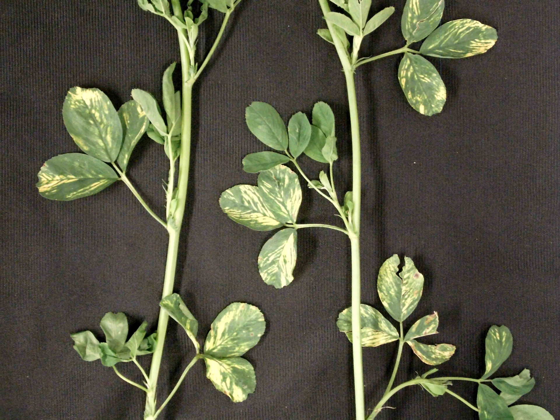 Alfalfa Mosaic of Alfalfa