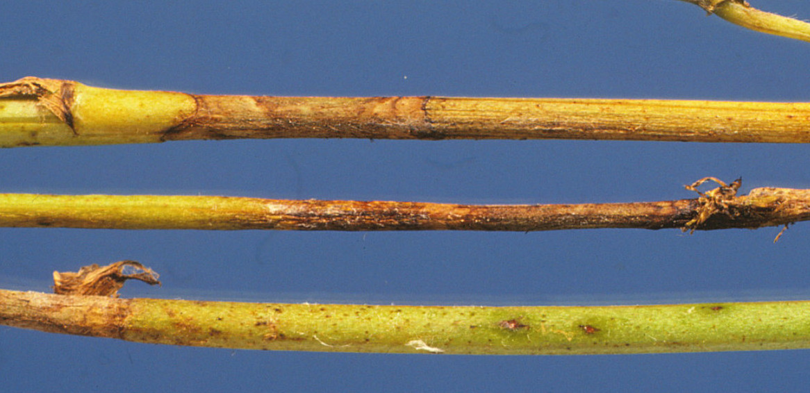 Rhizoctonia Root, Stem, and Crown Rot of Alfalfa