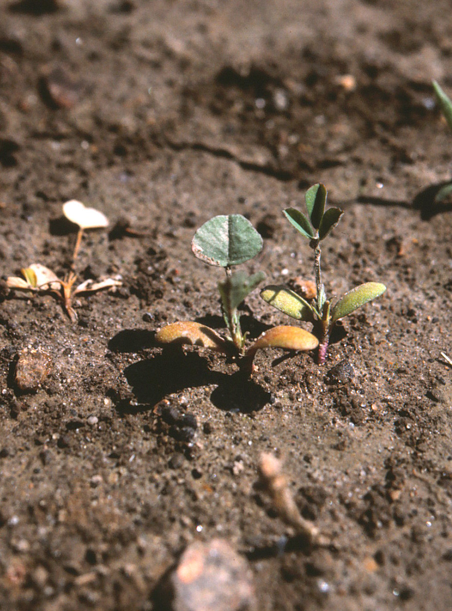 Aphanomyces Root Rot of Alfalfa