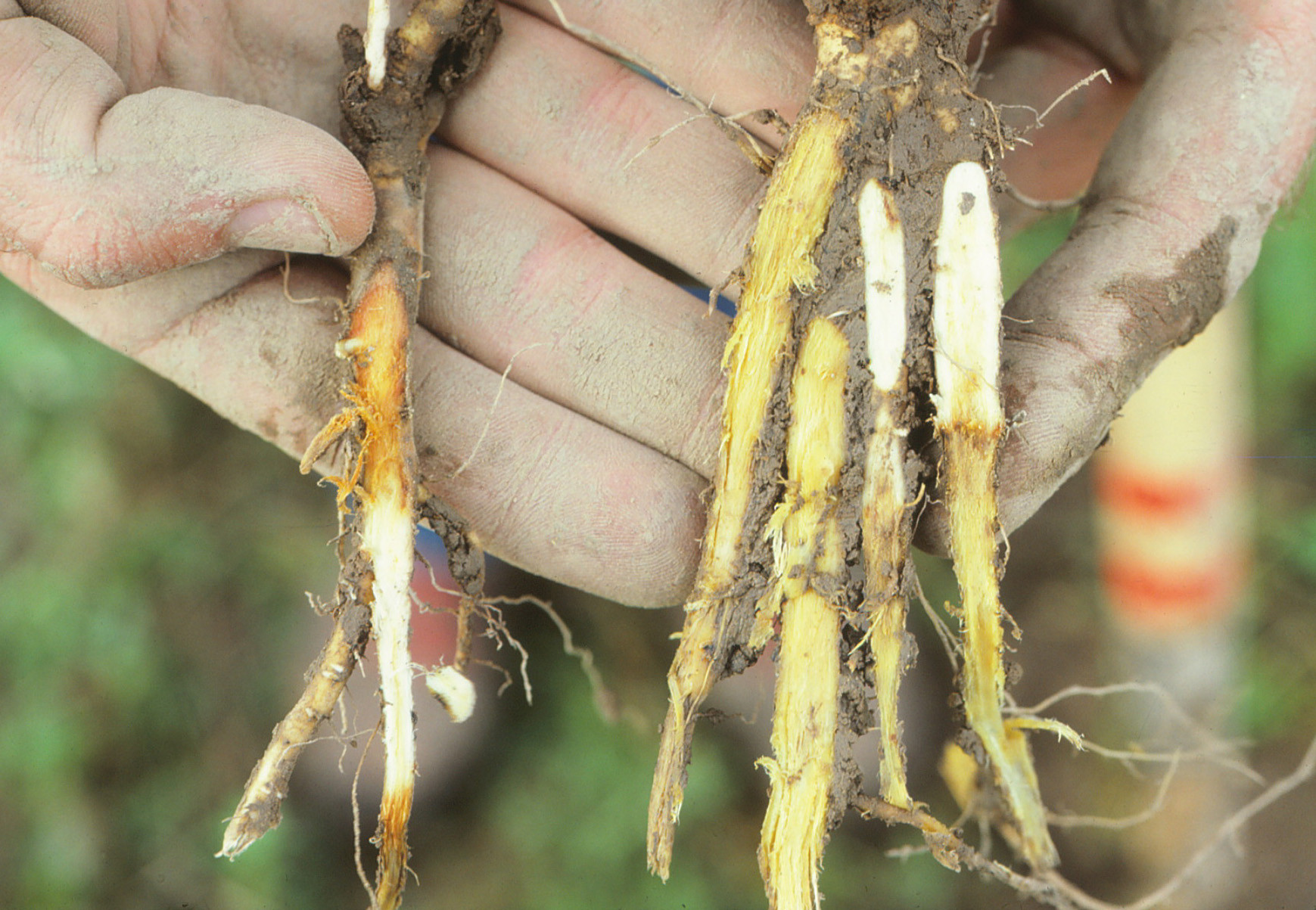 Brown Root Rot of Alfalfa