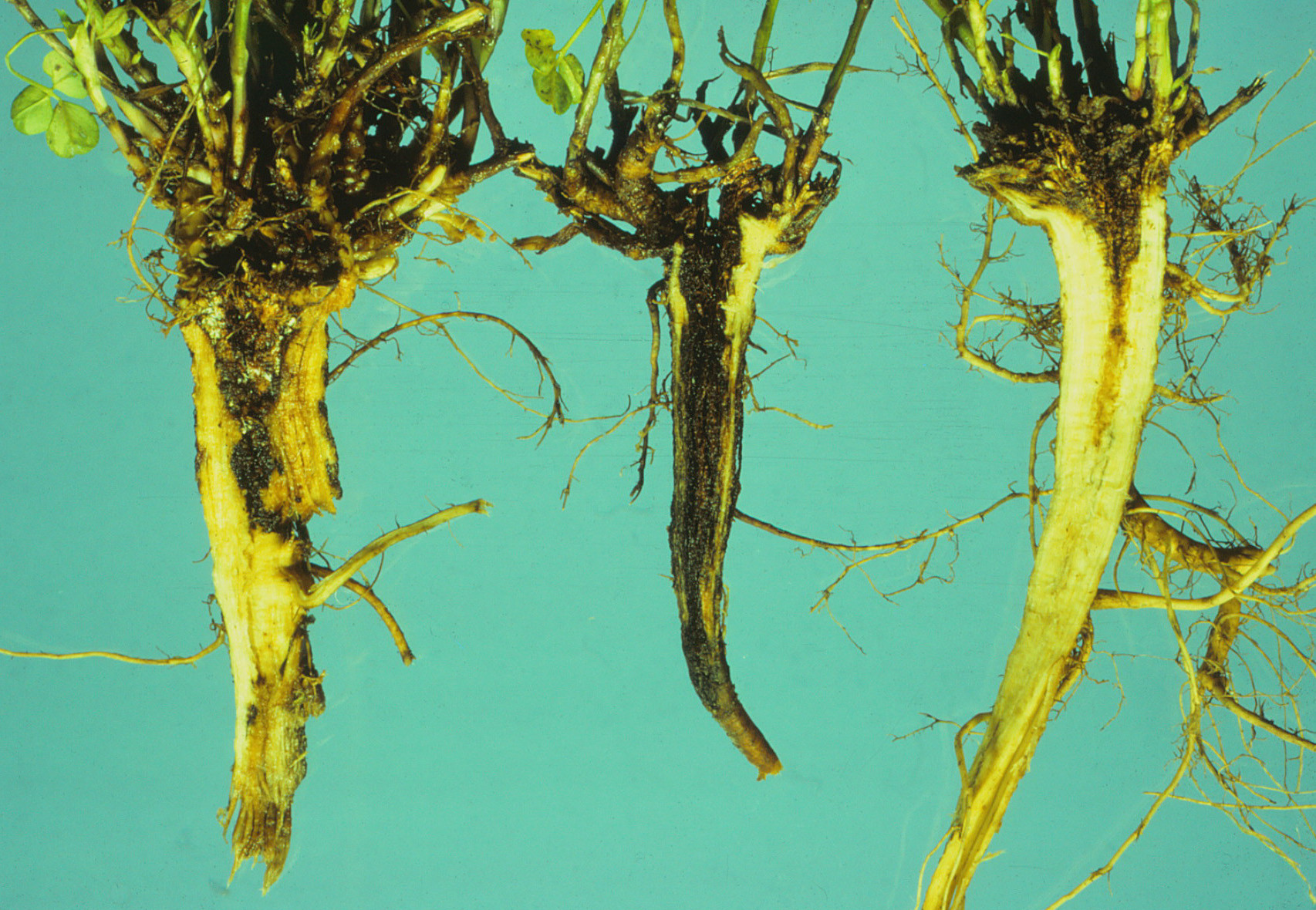 Crown and Root Rot Complexes of Alfalfa