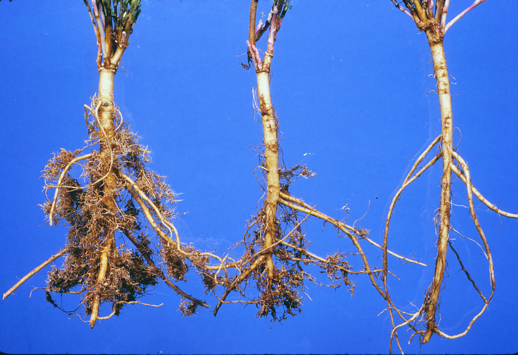 Root-Knot Nematode of Alfalfa