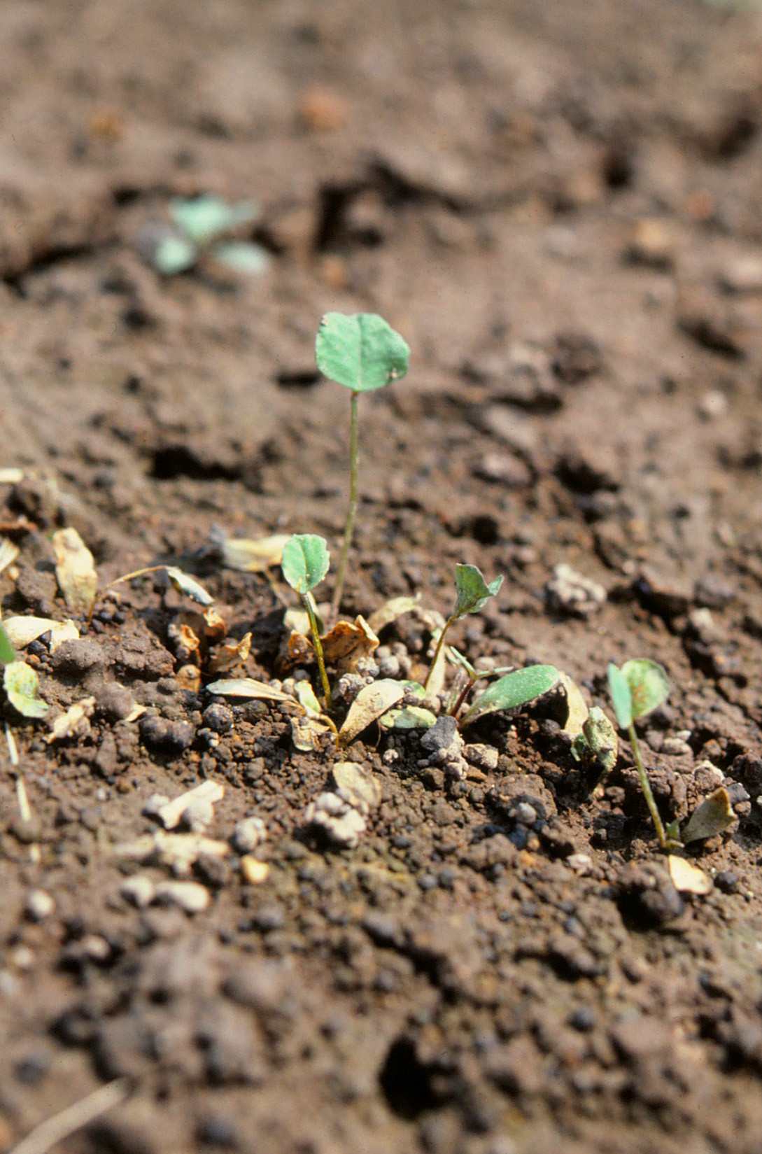 Phytophthora Root Rot of Alfalfa