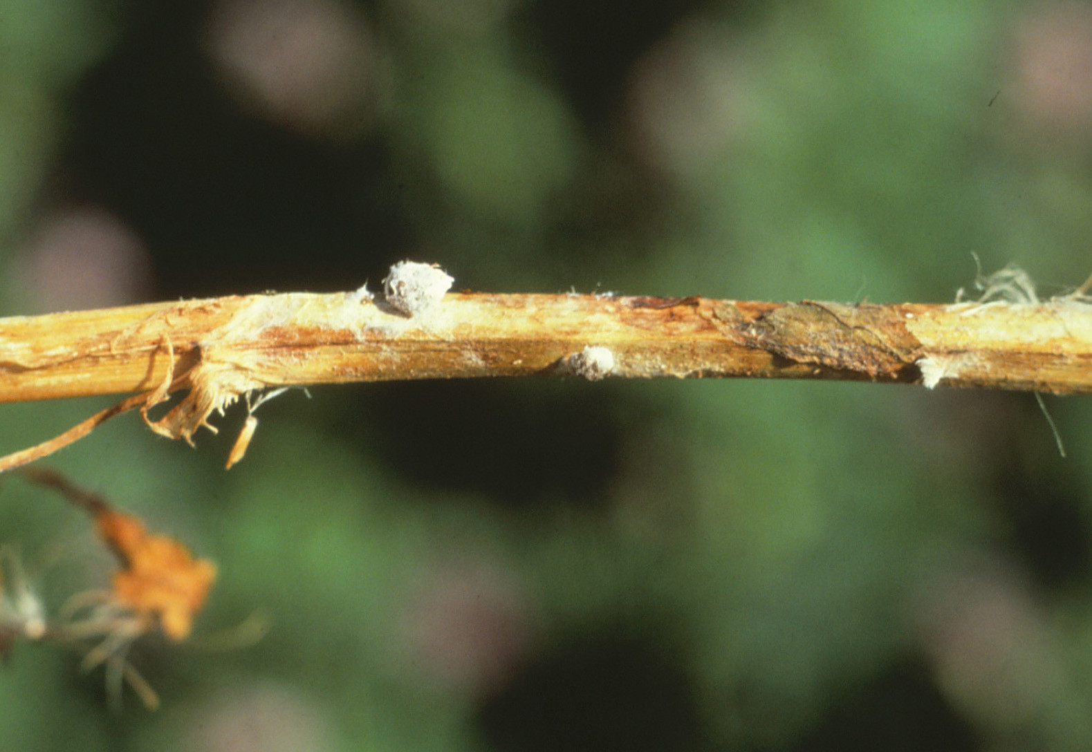 Sclerotinia Crown and Stem Rot of Alfalfa
