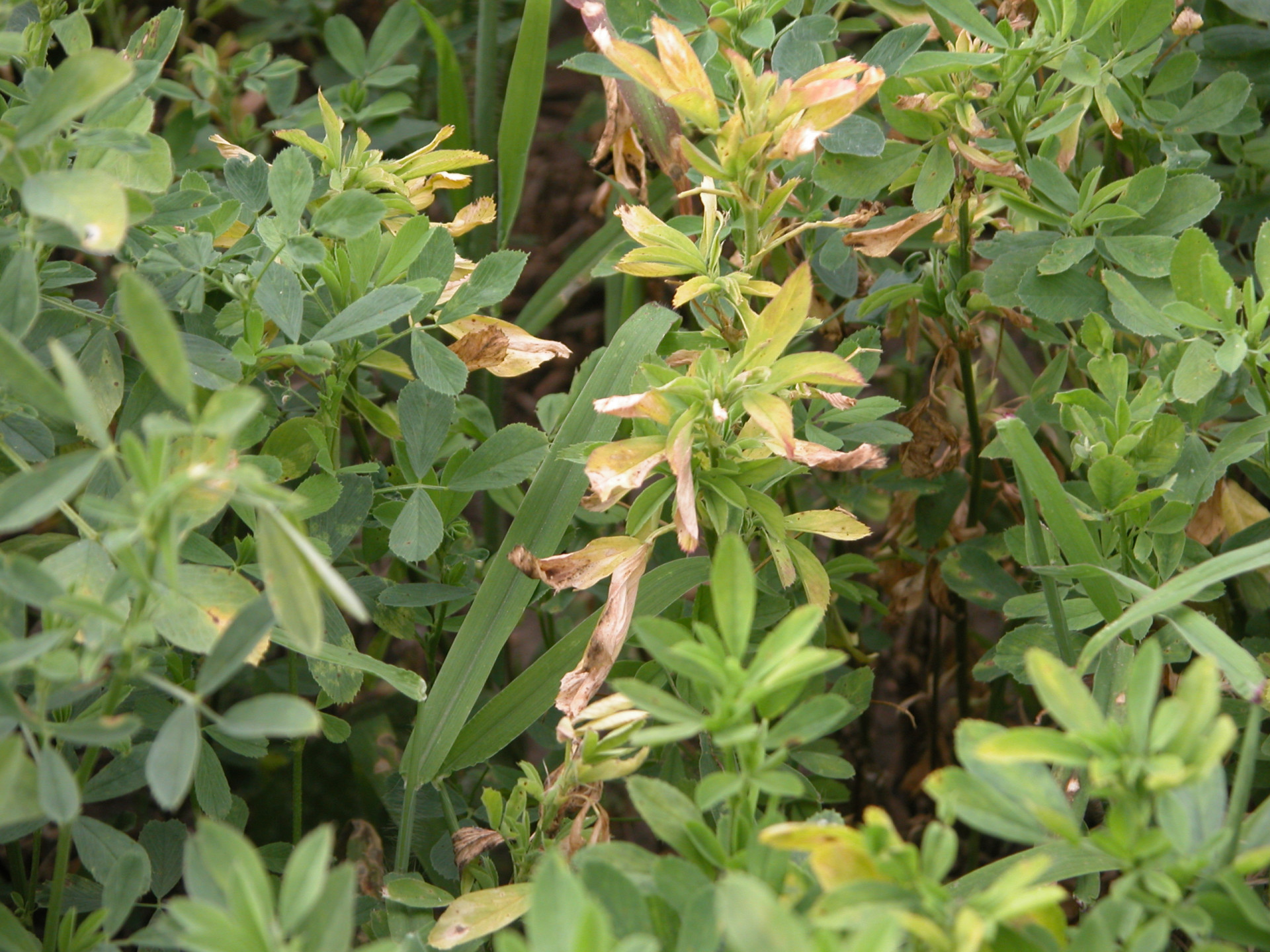 Verticillium Wilt of Alfalfa