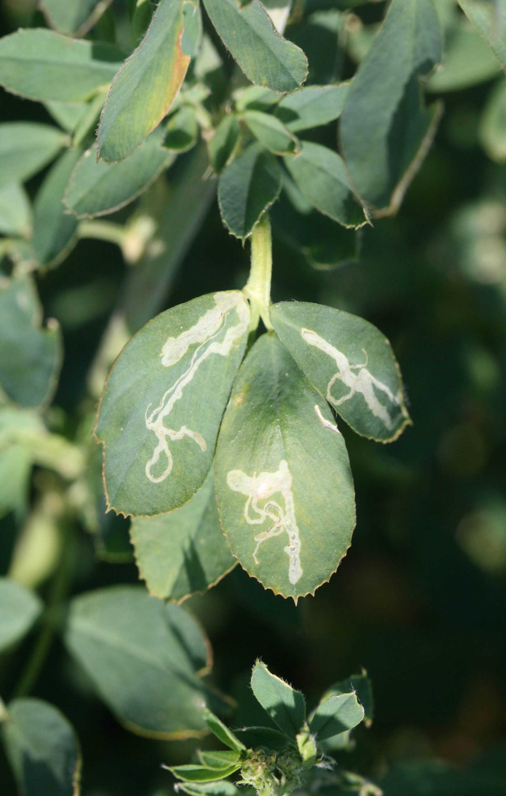 Alfalfa Blotch Leafminer in Alfalfa