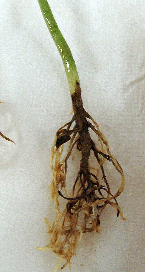 Thielaviopsis Root Rot of Soybean