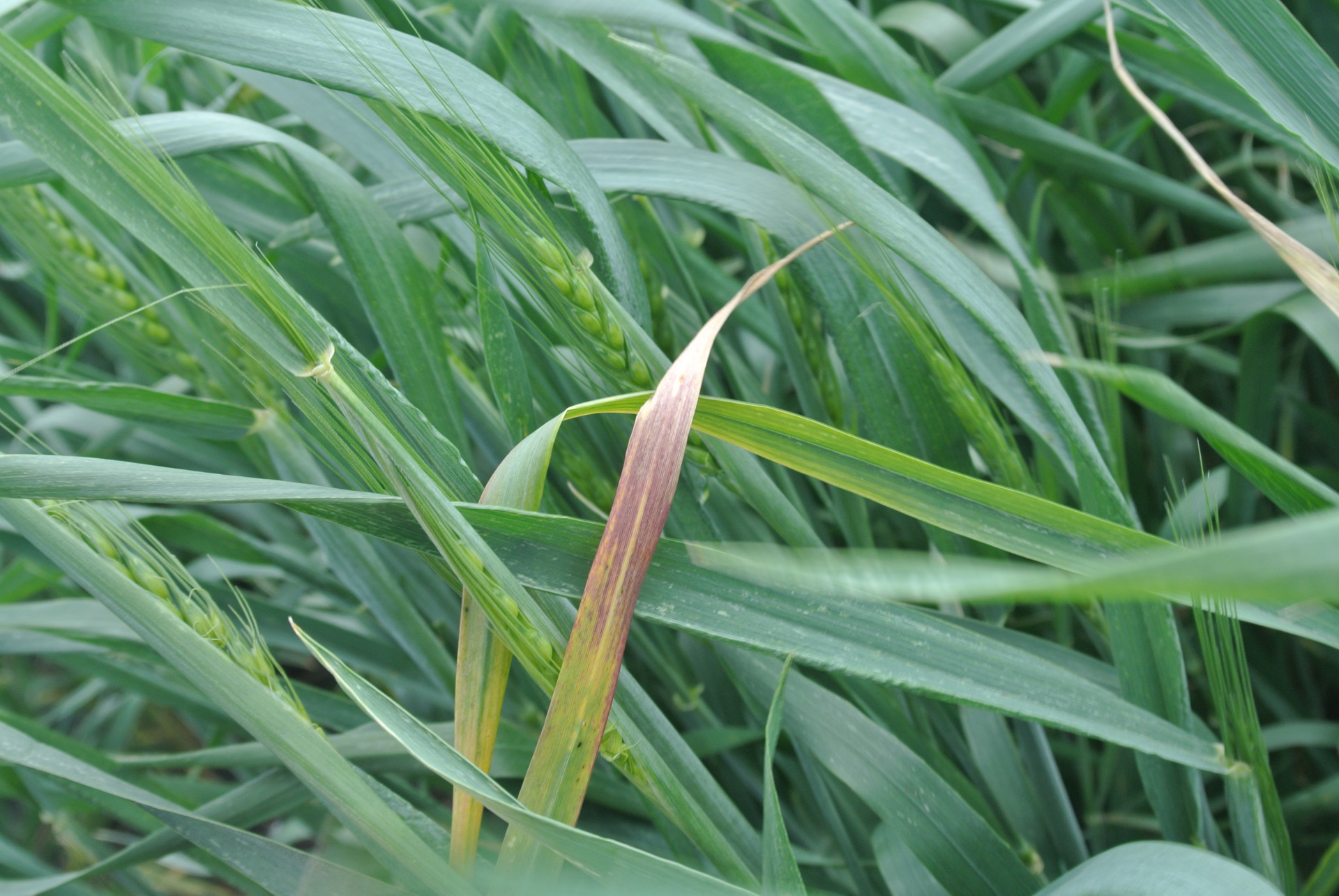 Barley Yellow Dwarf of Wheat
