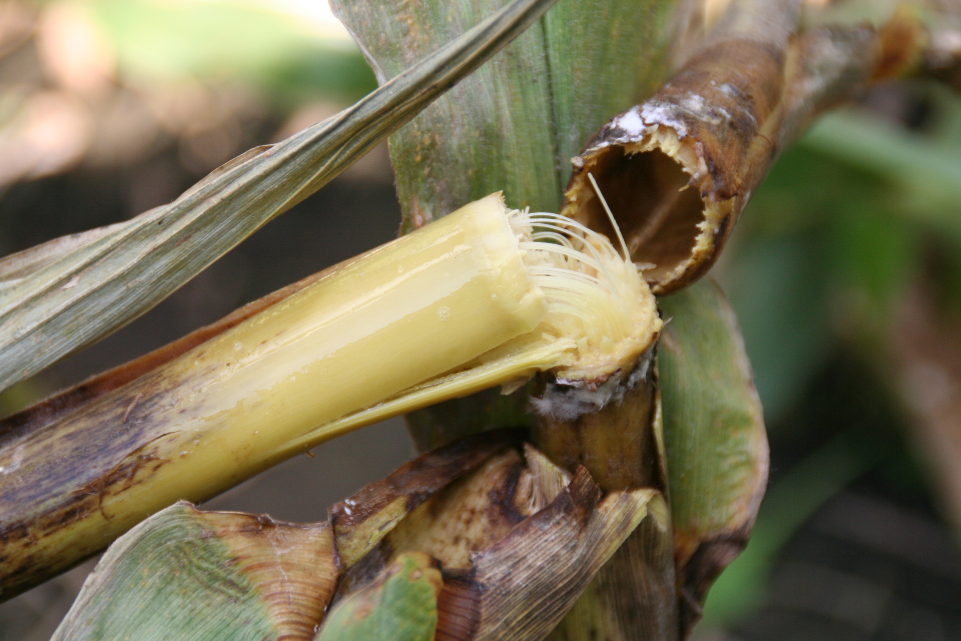 Bacterial Stalk Rot of Corn
