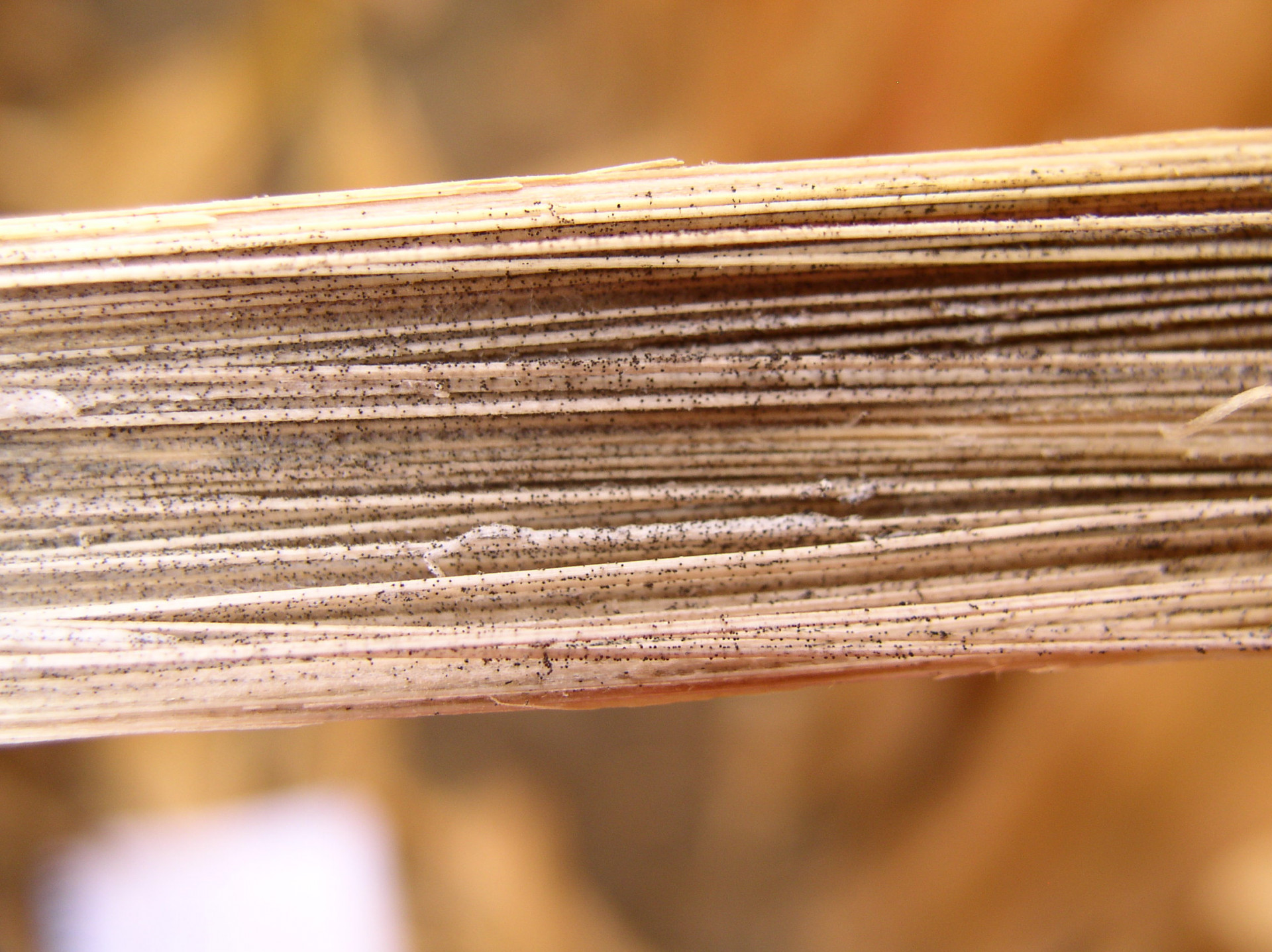 Charcoal Rot of Corn