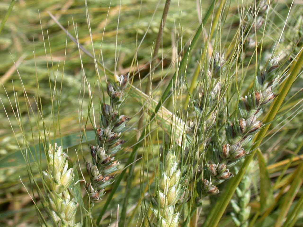 Common Bunt of Wheat