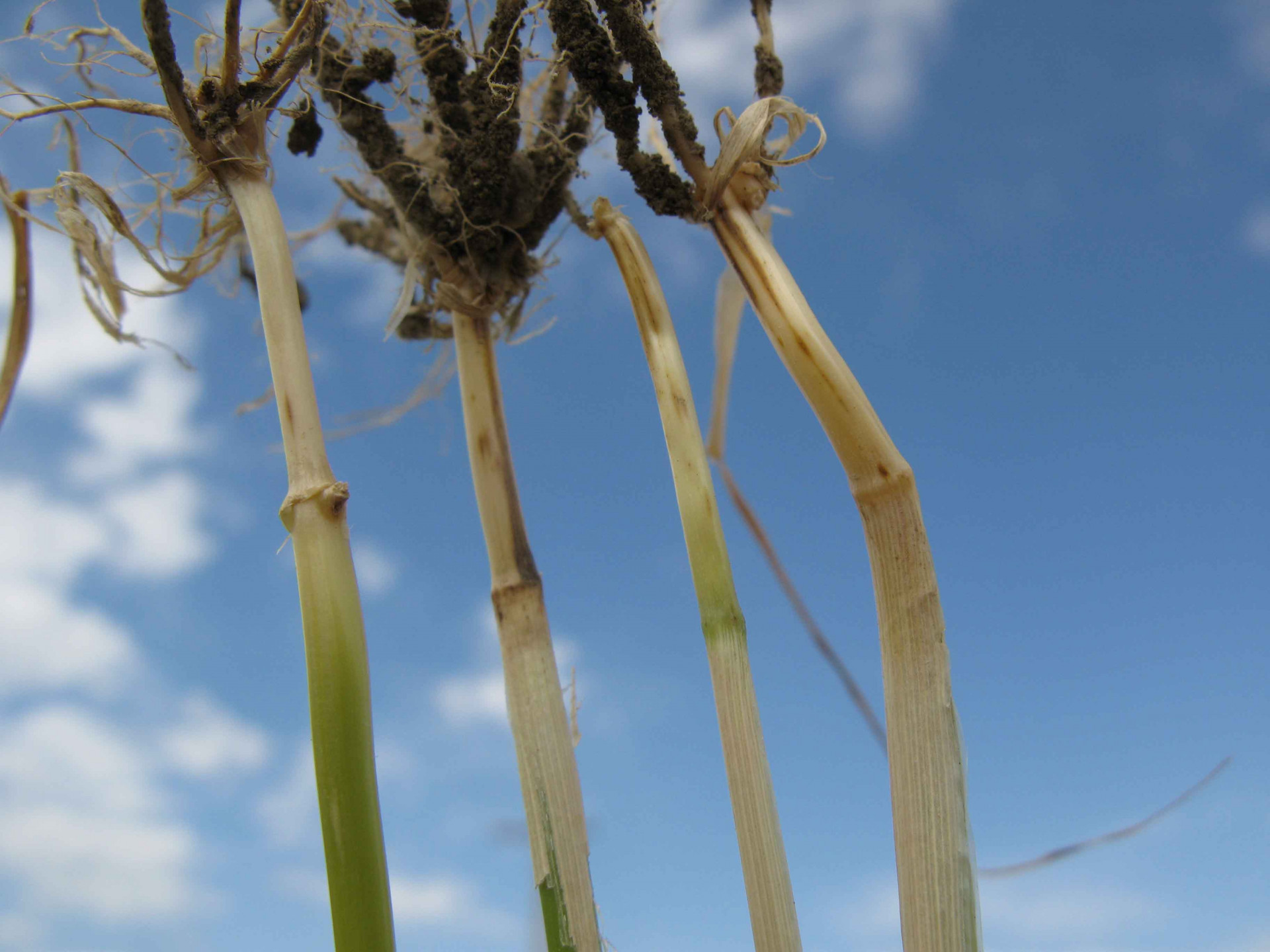 Common Root and Foot Rot of Wheat