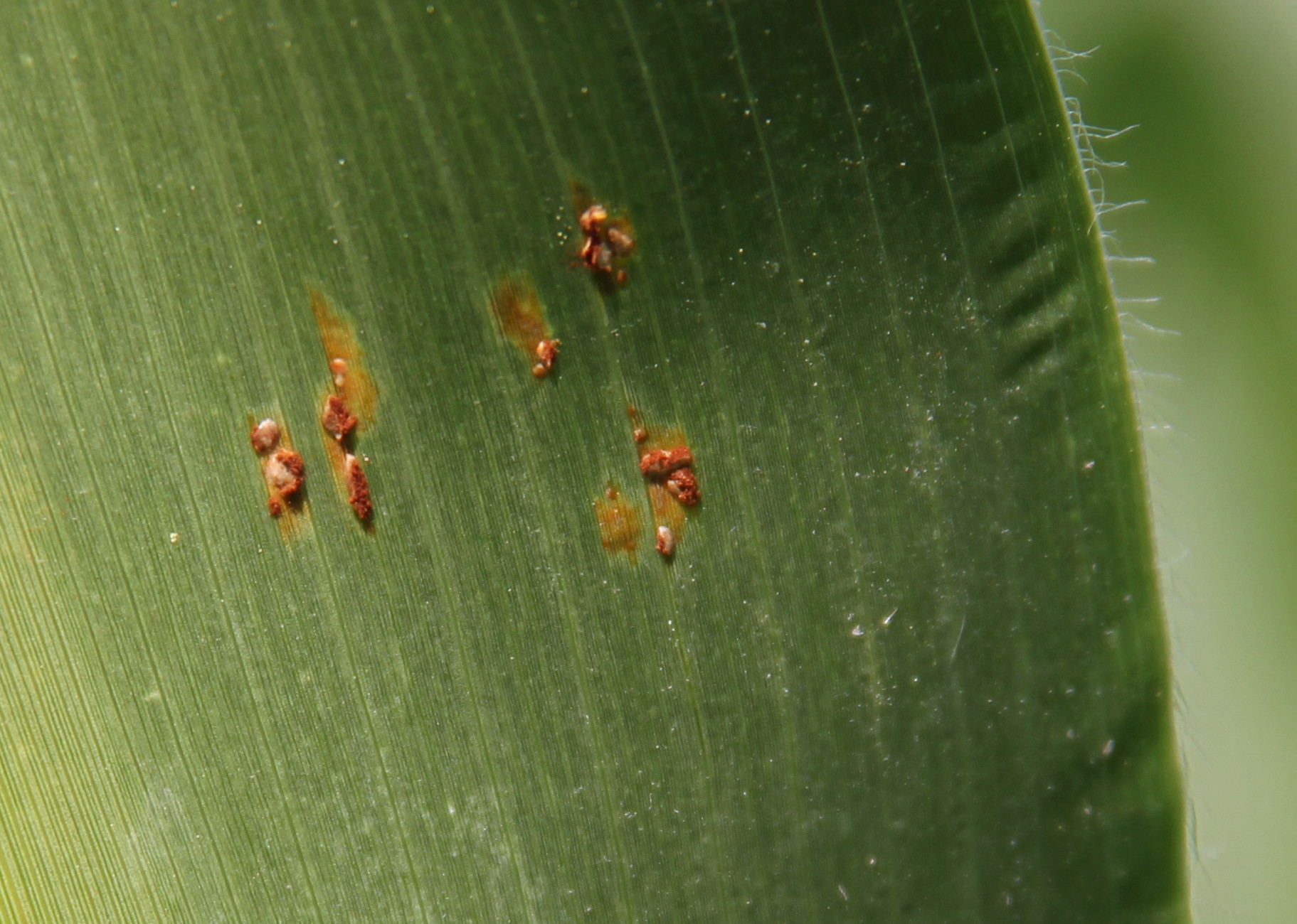 Common Rust of Corn