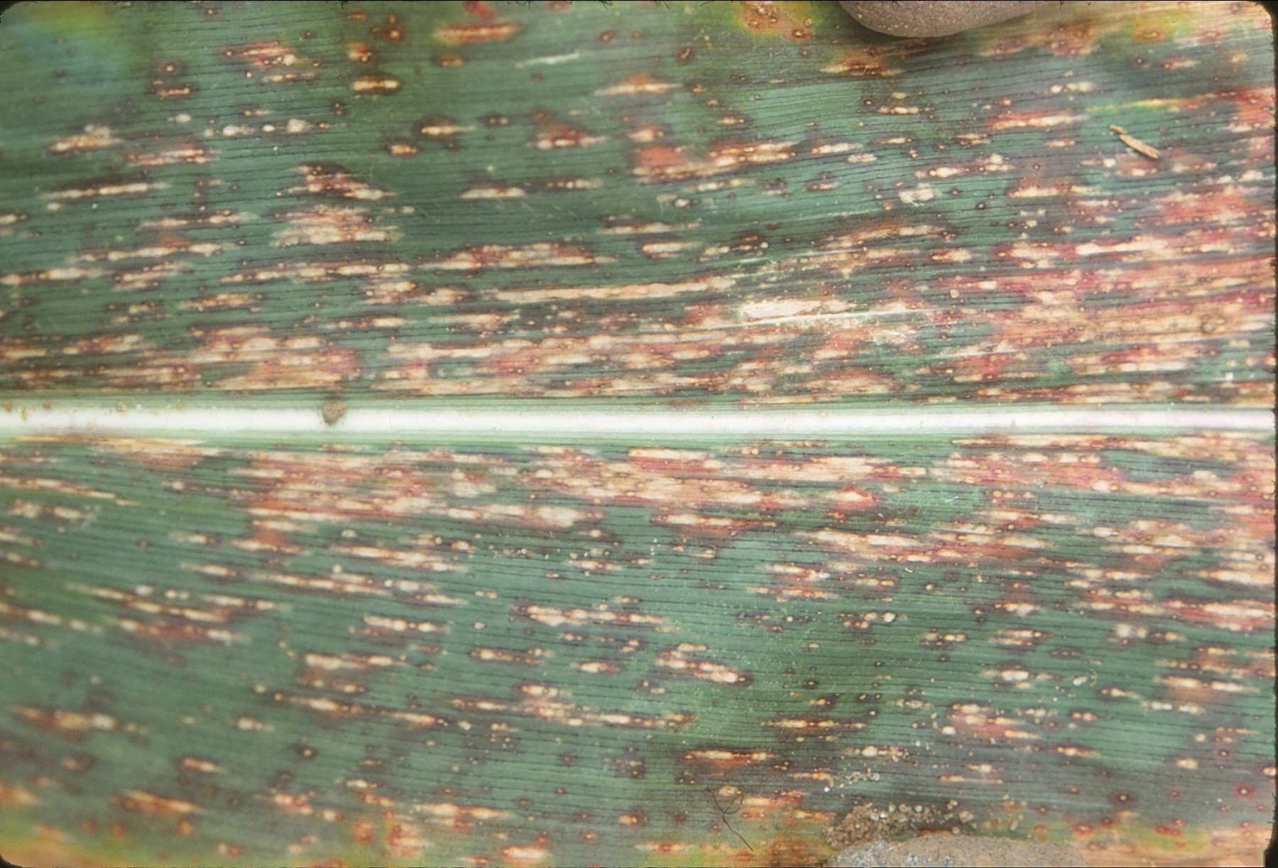 Northern Corn Leaf Spot of Corn