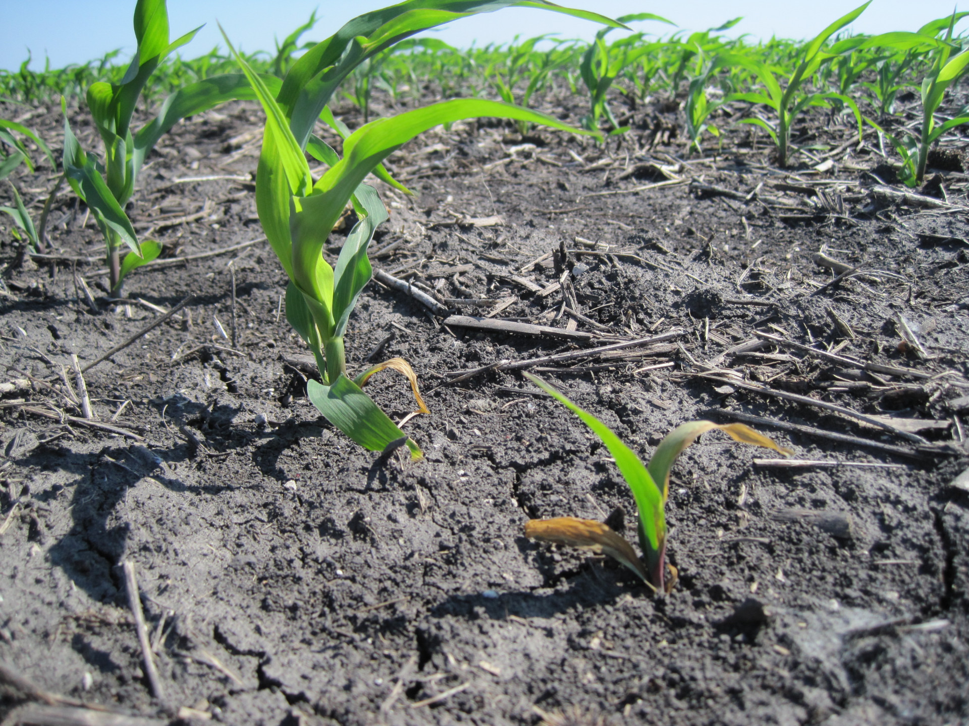 Seed Decay and Seedling Blight of Corn