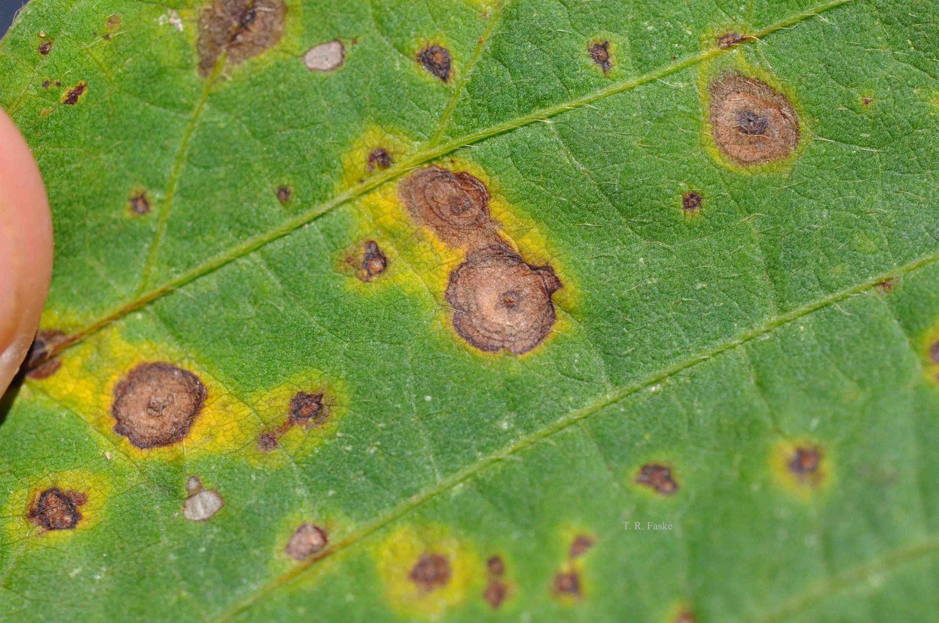 Wildfire of Soybeans