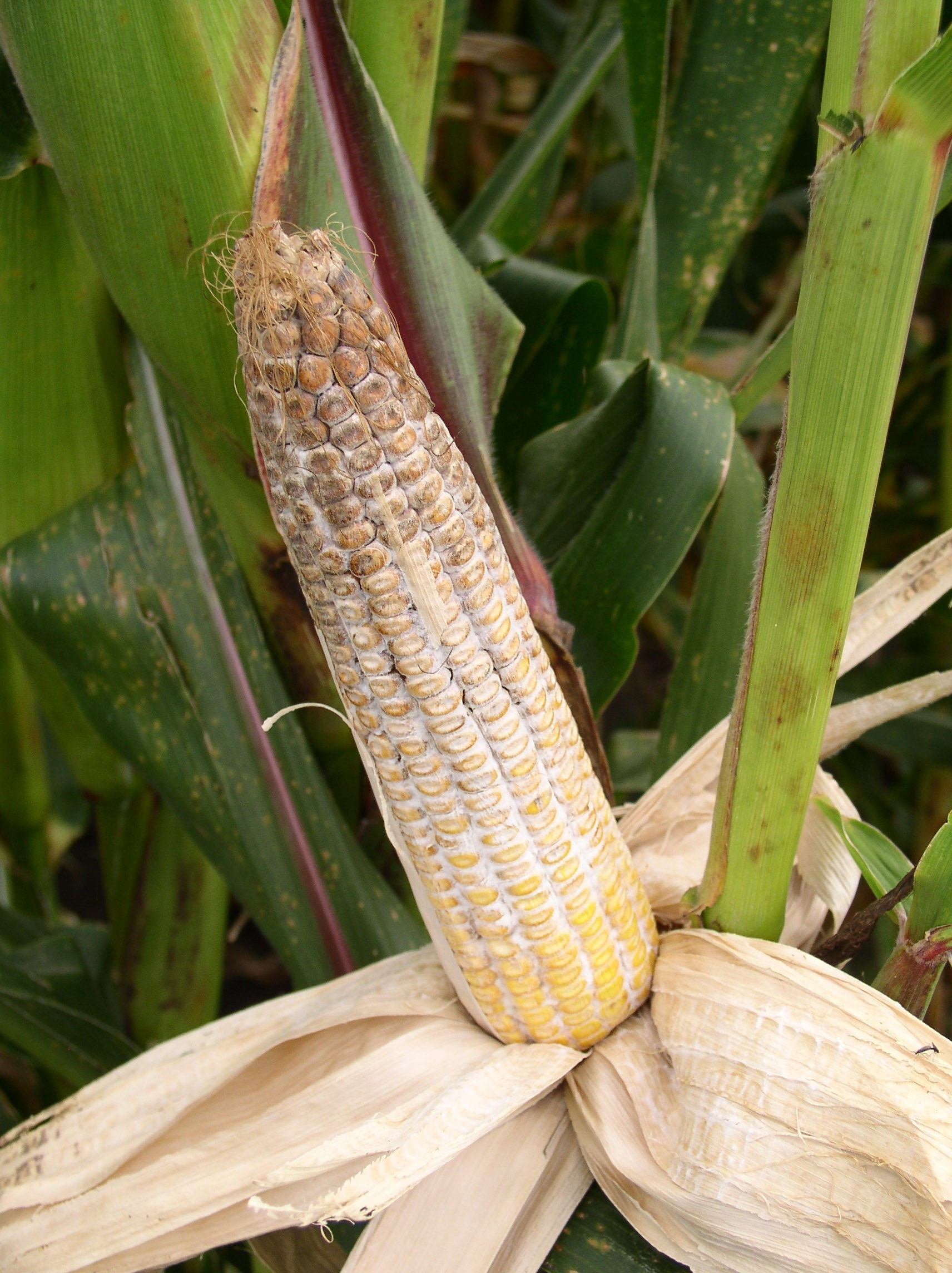 Diplodia Ear Rot of Corn