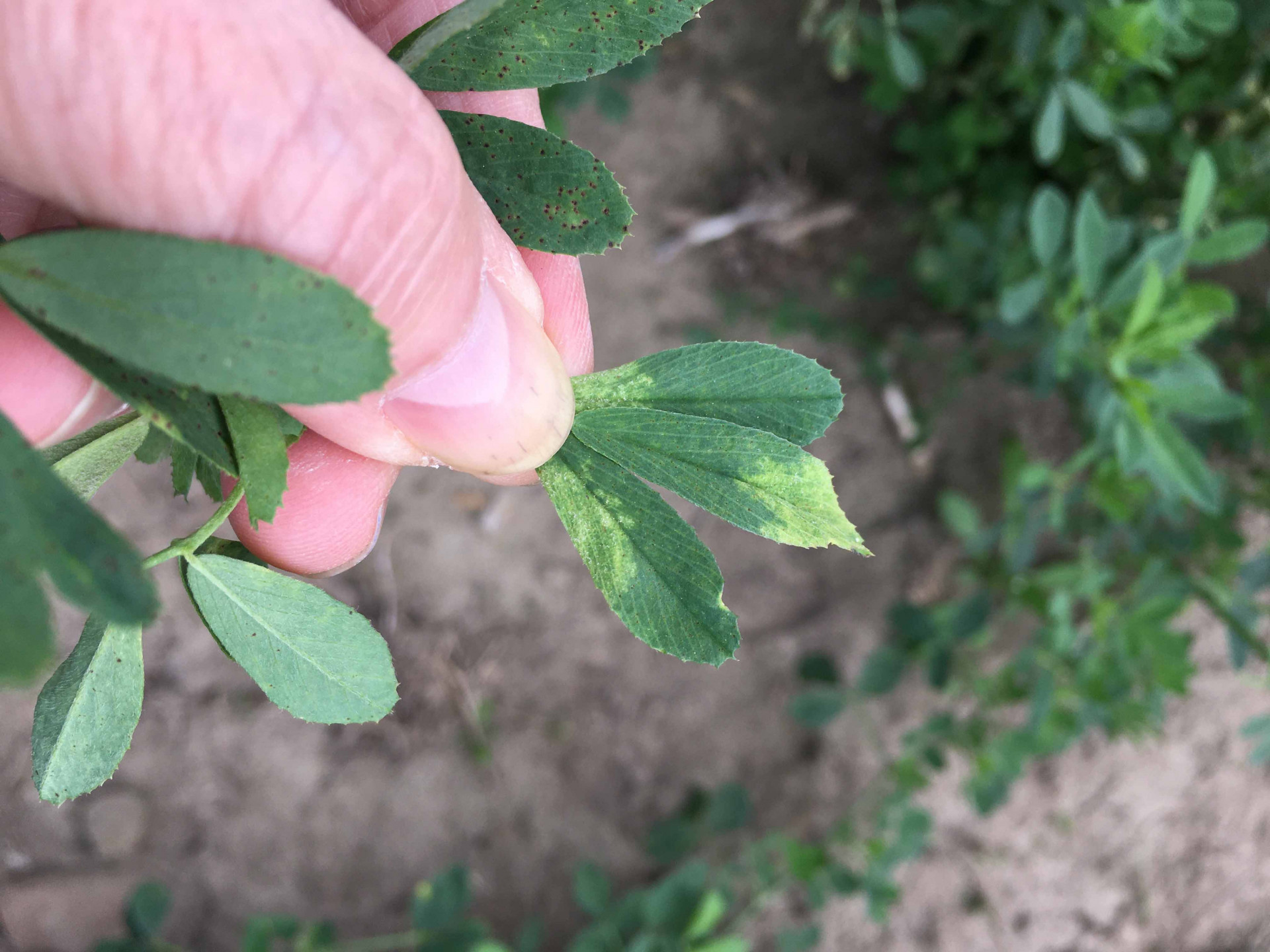 Downy Mildew of Alfalfa
