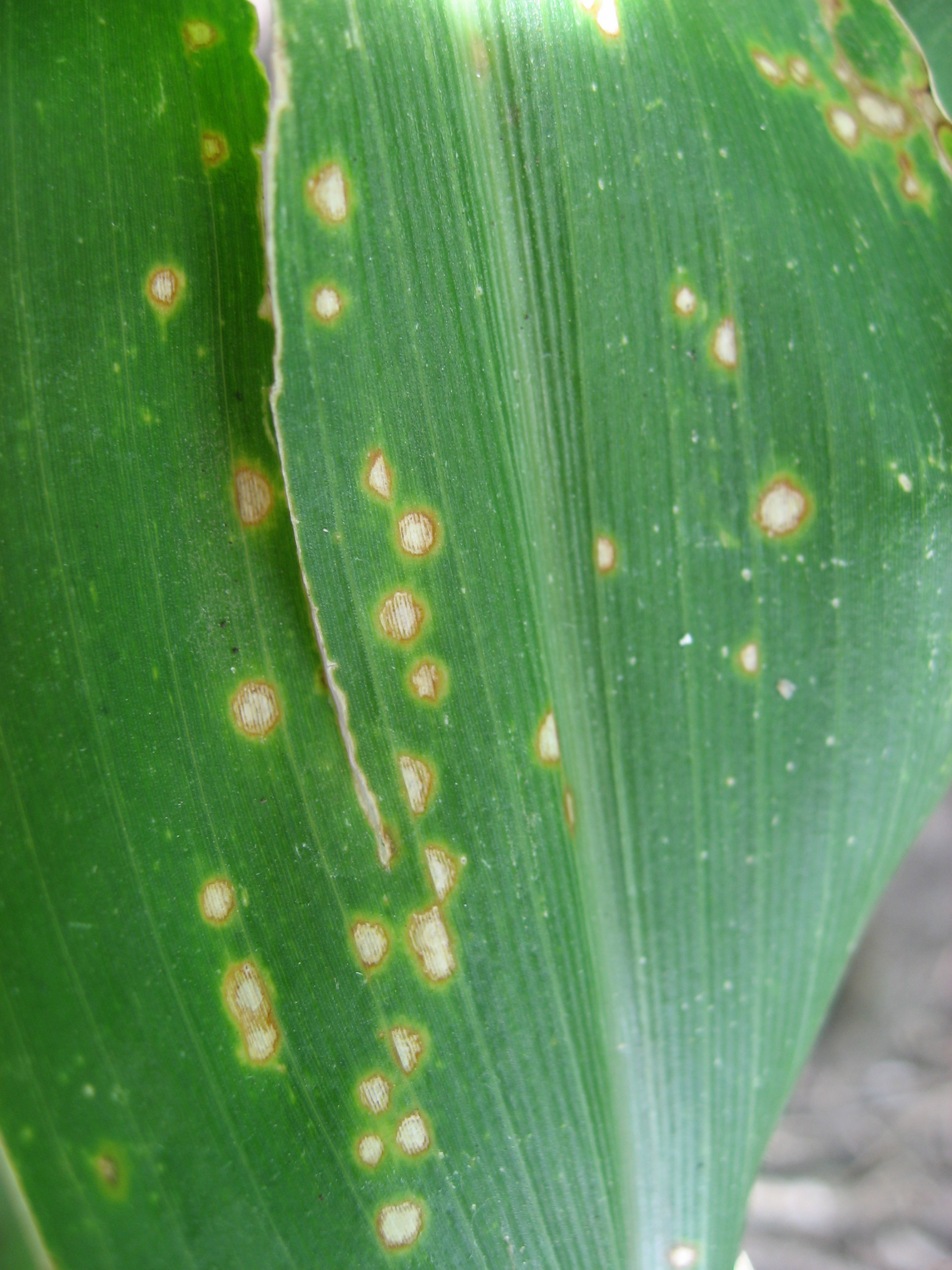 Eyespot of Corn