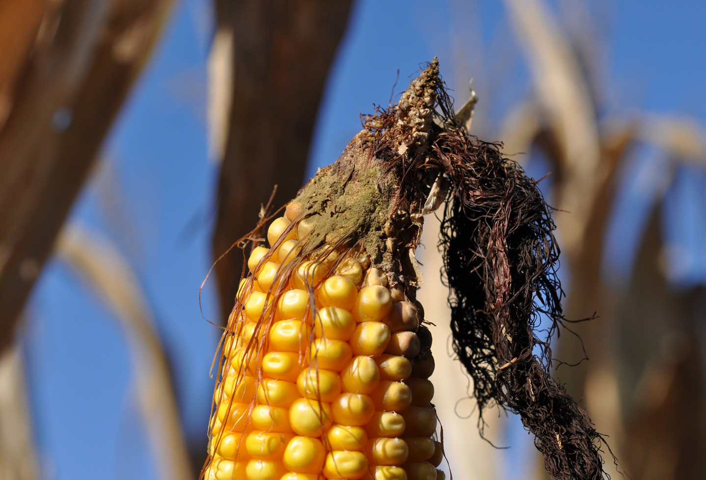 Aspergillus Ear Rot of Corn