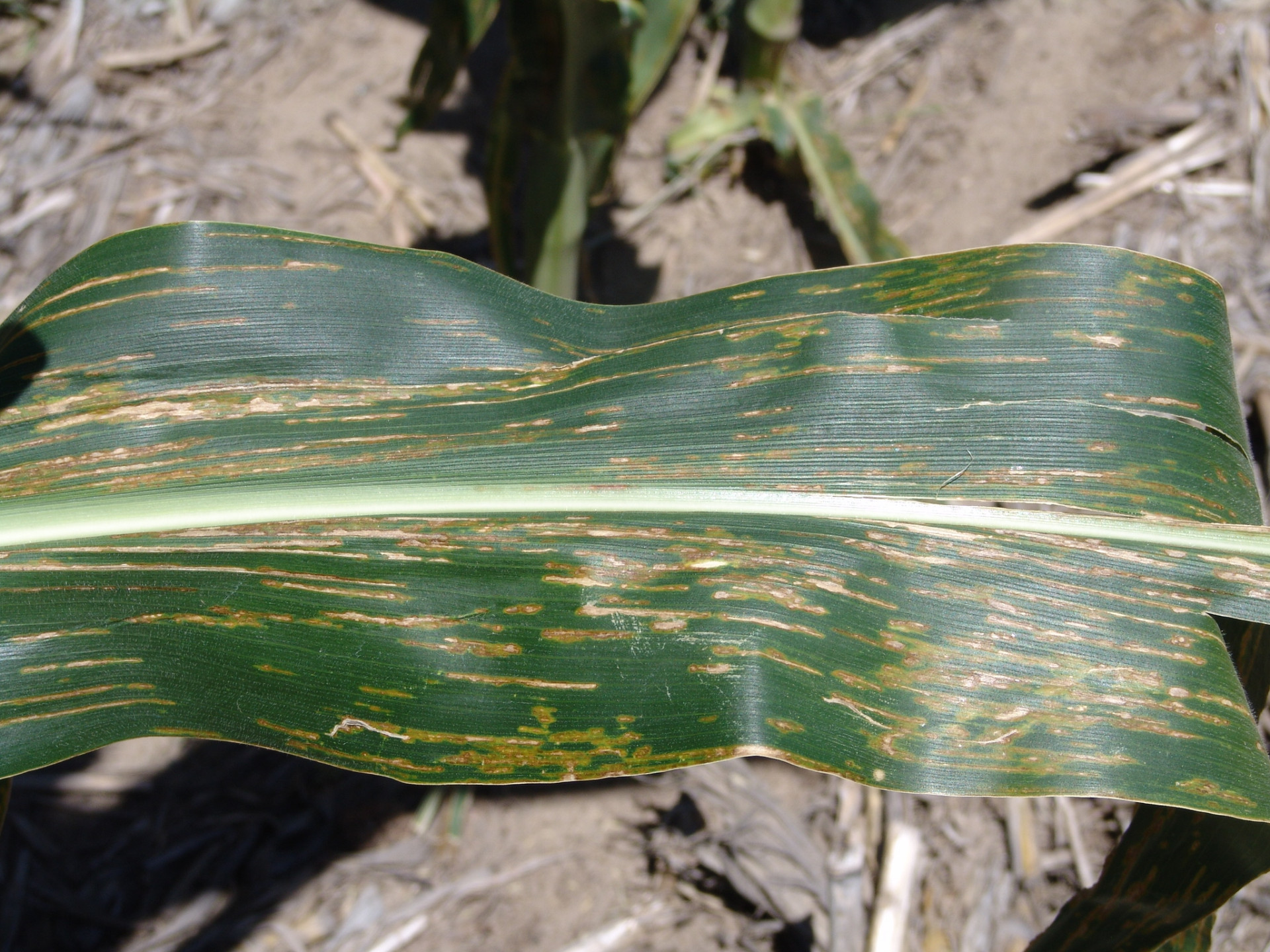 Bacterial Leaf Streak of Corn