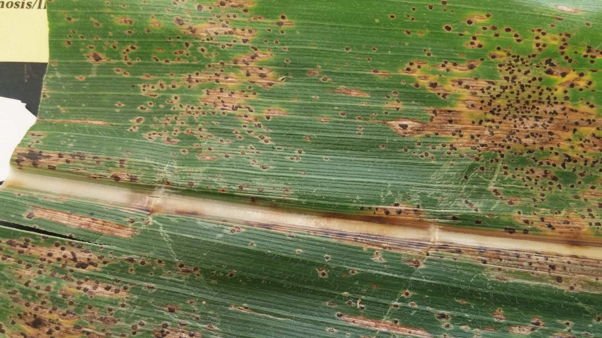 Tar Spot of Corn