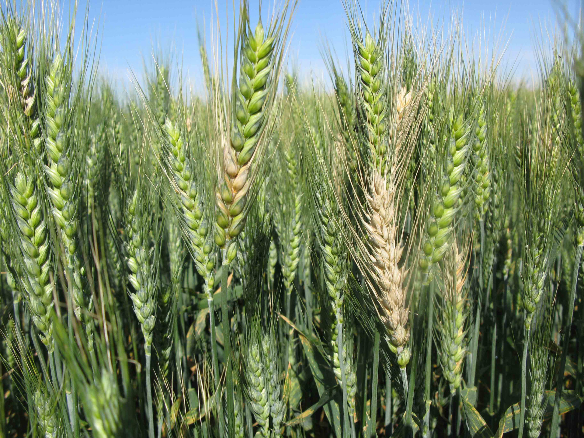Fusarium Head Blight of Wheat