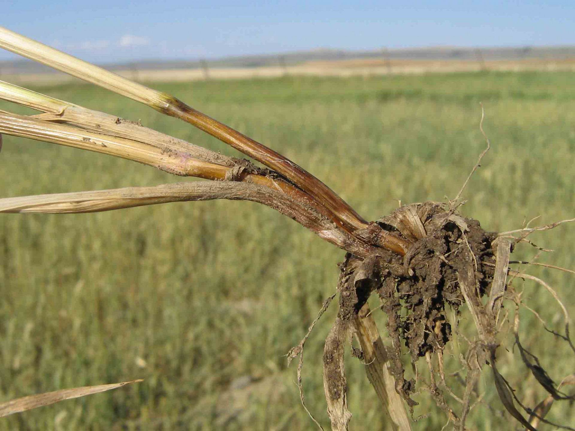 Fusarium Root, Crown, and Foot Rot of Wheat