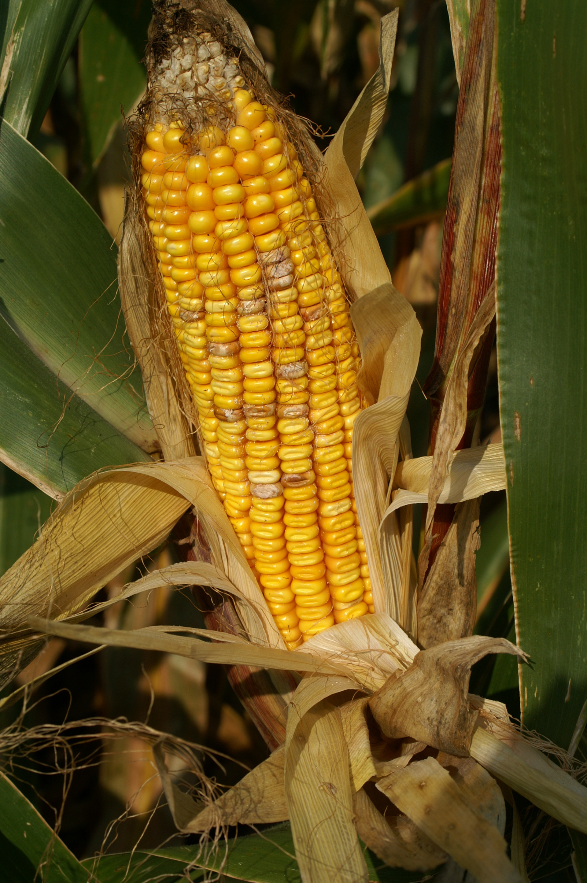 Fusarium Ear Rot of Corn