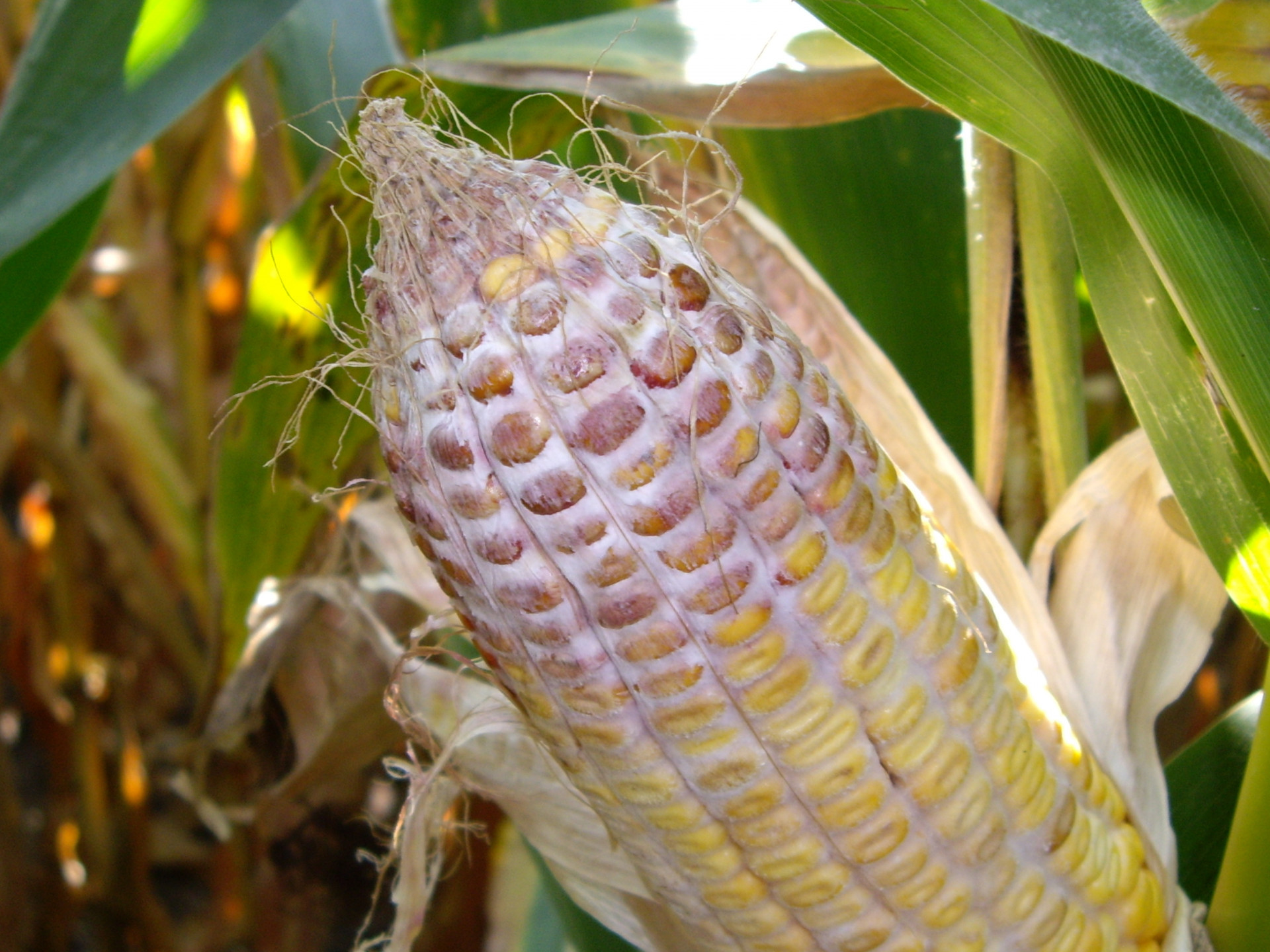 Gibberella Ear Rot of Corn