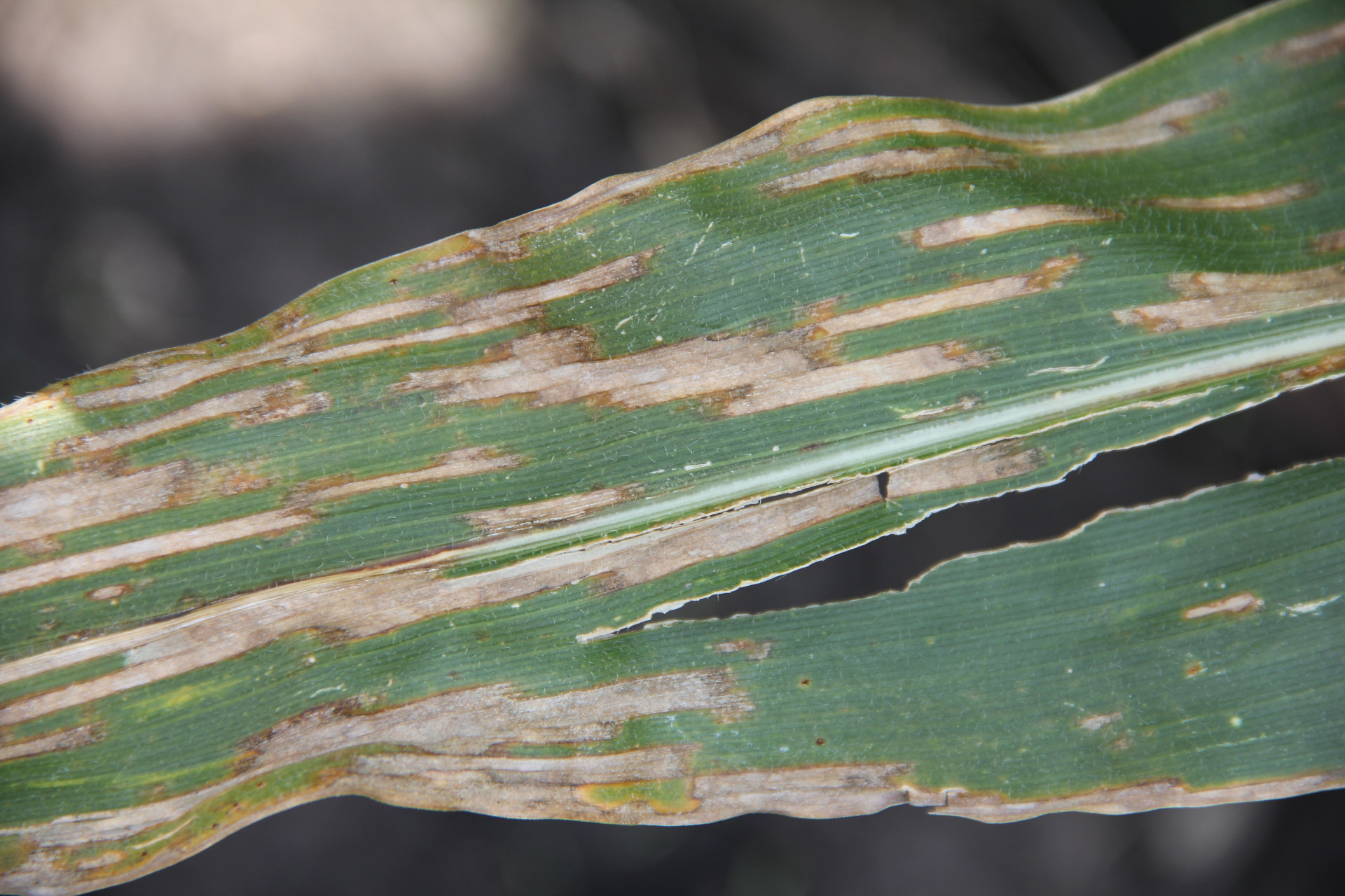 Gray Leaf Spot of Corn
