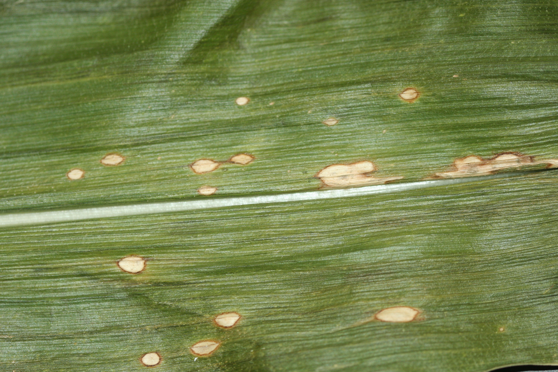 Holcus Leaf Spot of Corn
