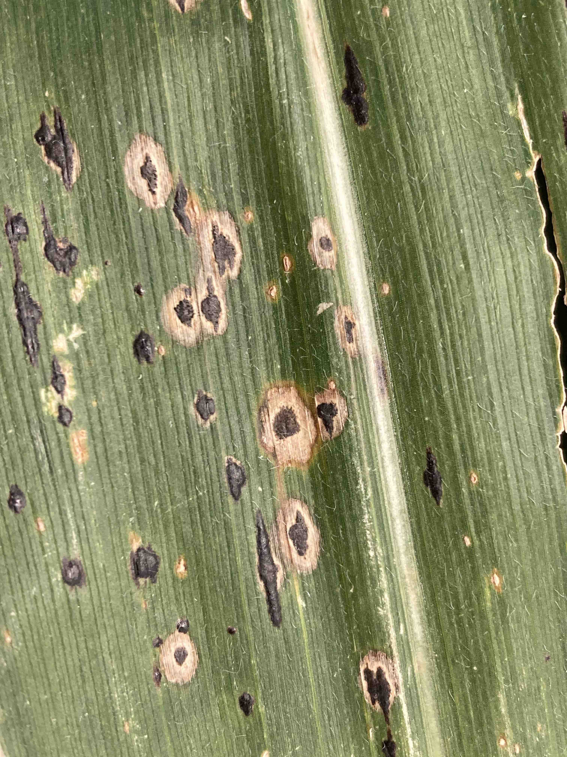 Tar Spot of Corn Web Book