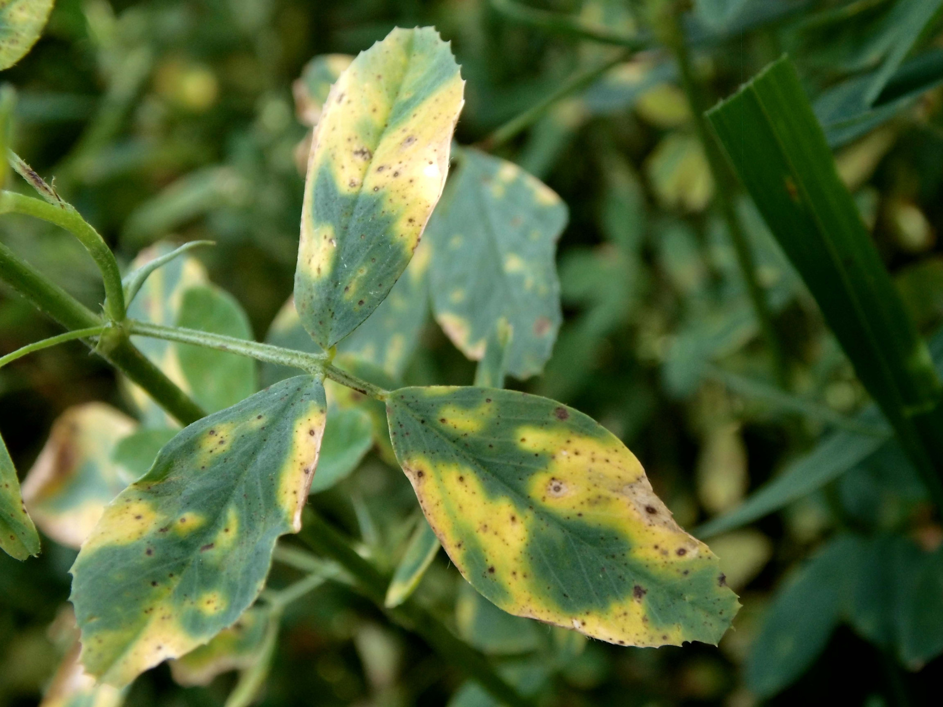 Leptosphaerulina Leaf Spot of Alfalfa