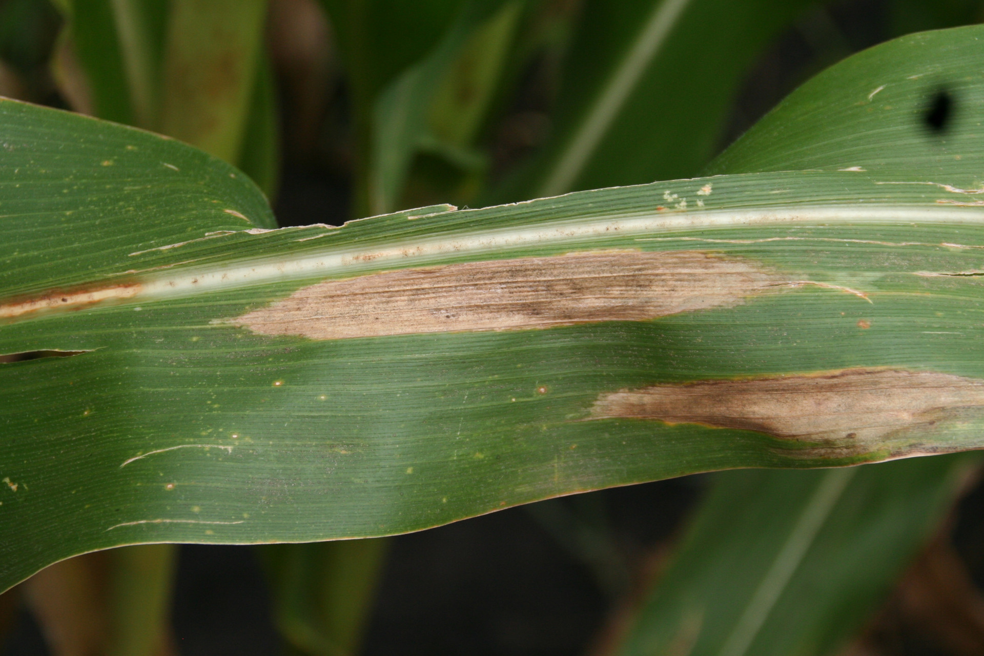 Northern Corn Leaf Blight of Corn