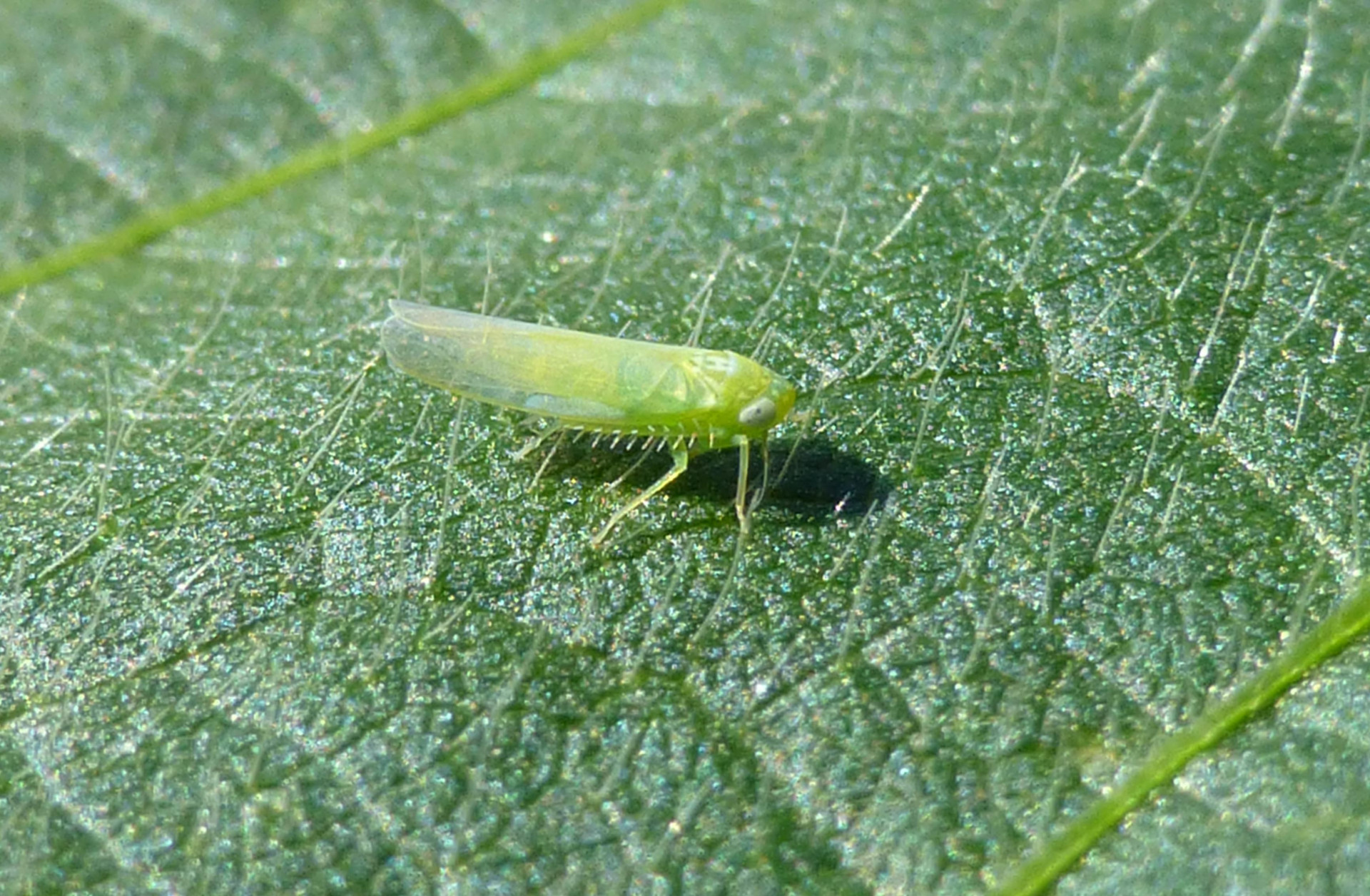 Potato Leafhopper in Alfalfa