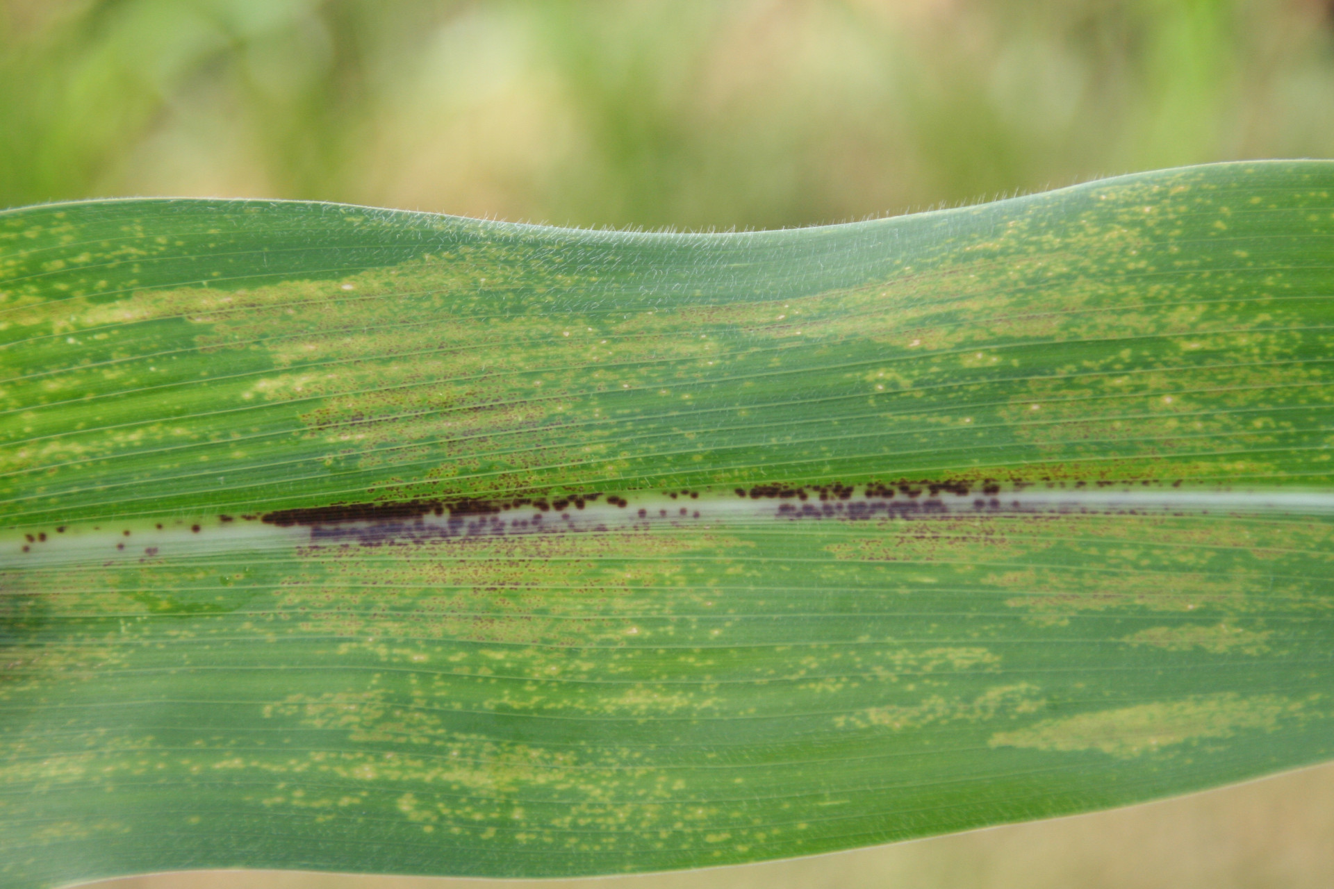 Physoderma Brown Spot of Corn