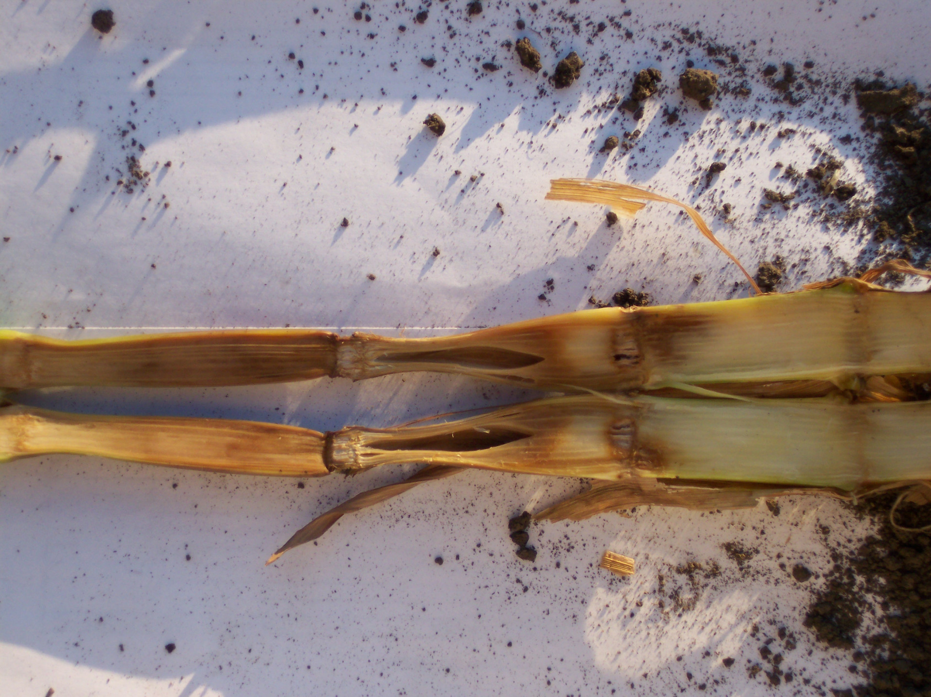 Pythium Stalk Rot of Corn