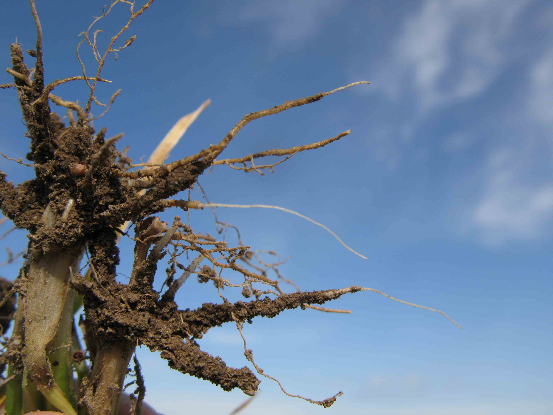 Pythium Root Rot of Wheat