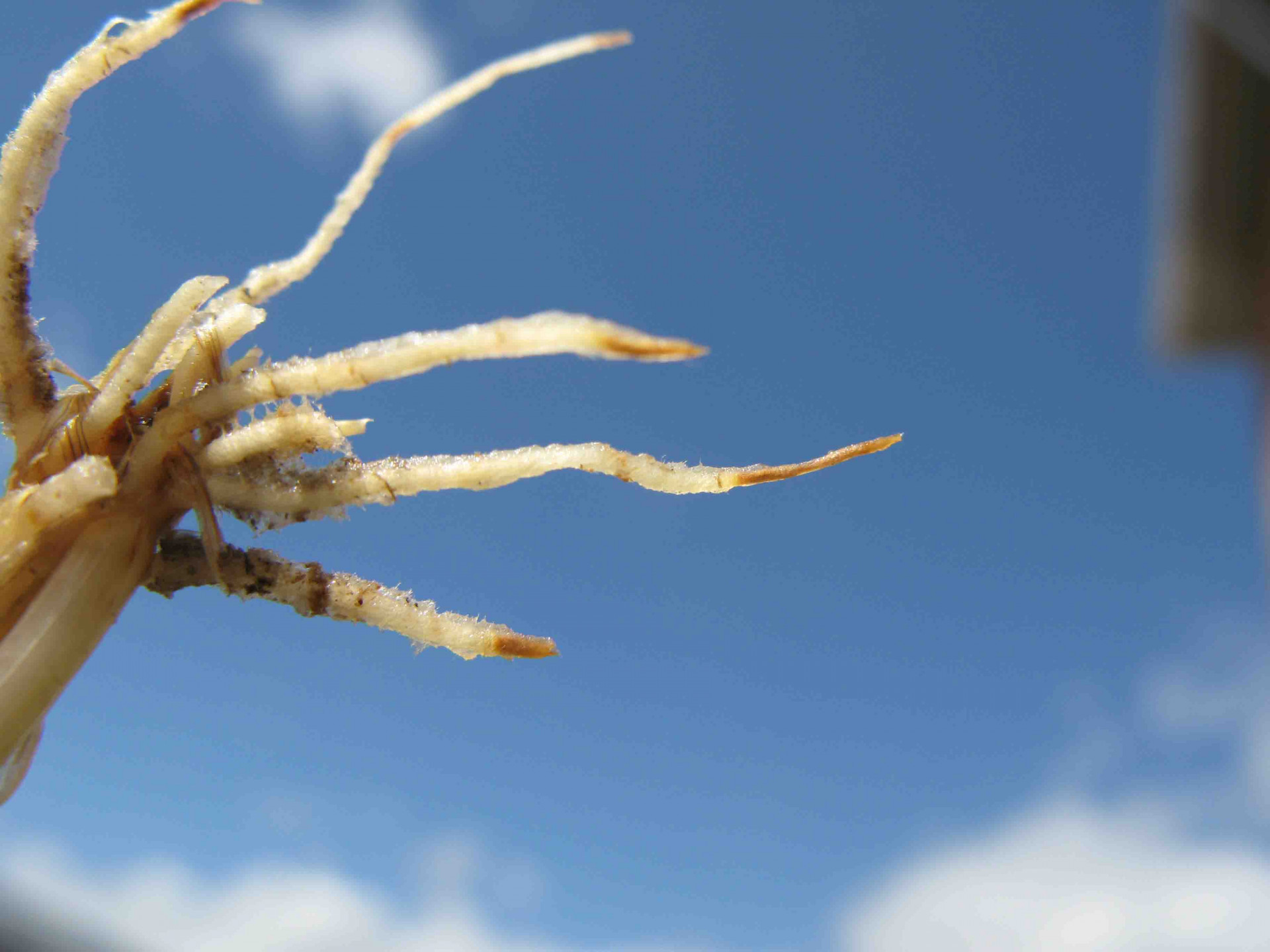 Rhizoctonia Root Rot of Wheat