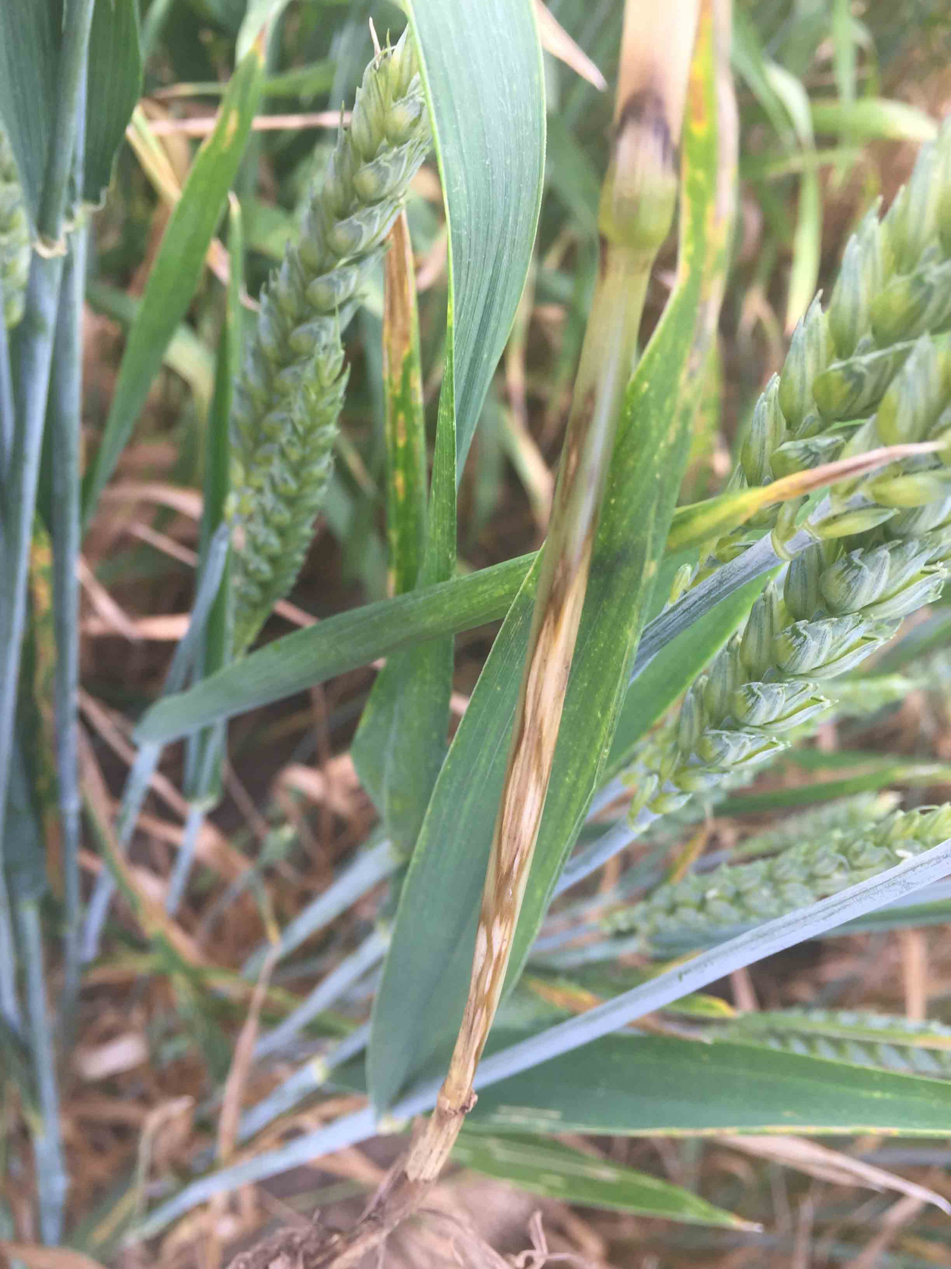 Sharp Eyespot of Wheat