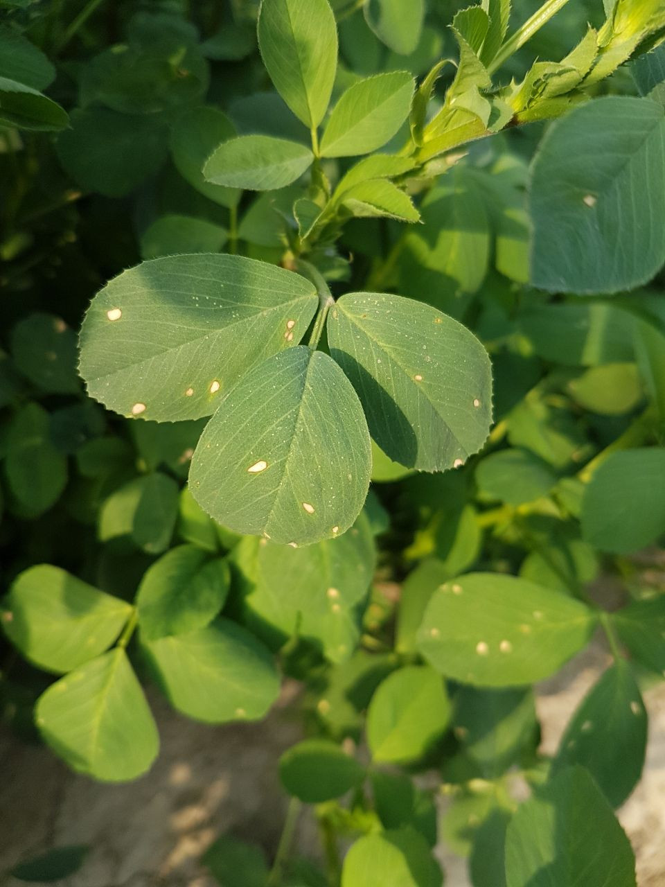 Stemphylium Leaf Spot of Alfalfa
