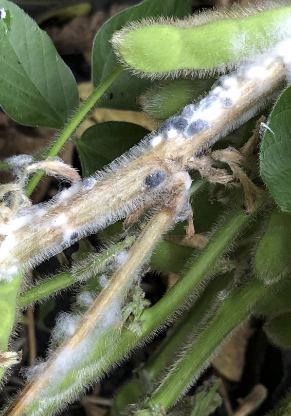 White Mold of Soybean Web Book